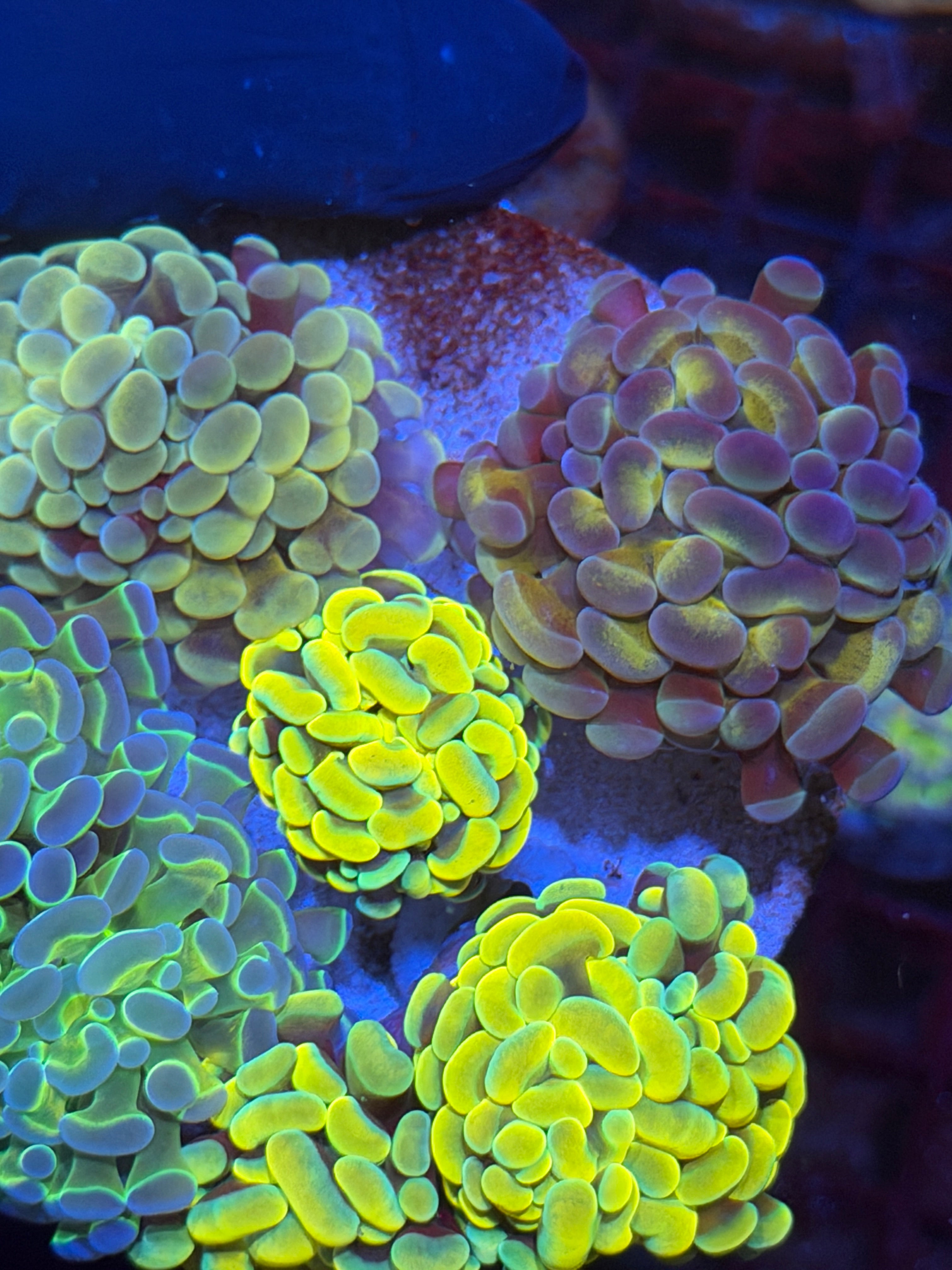 JEA High End Hammer Coral Bouquet 7 Heads XL 11/3