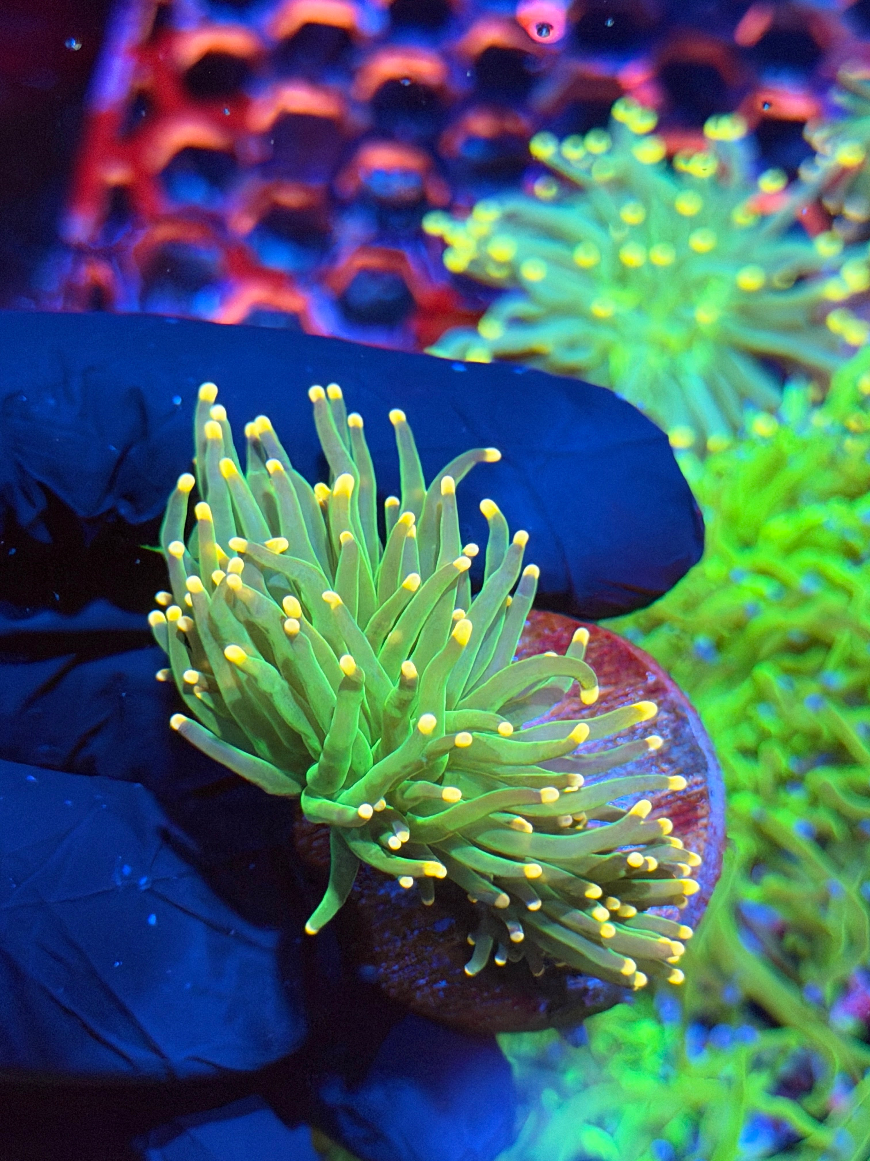 JEA Lemon Drop Torch Coral 2 Heads 9/6