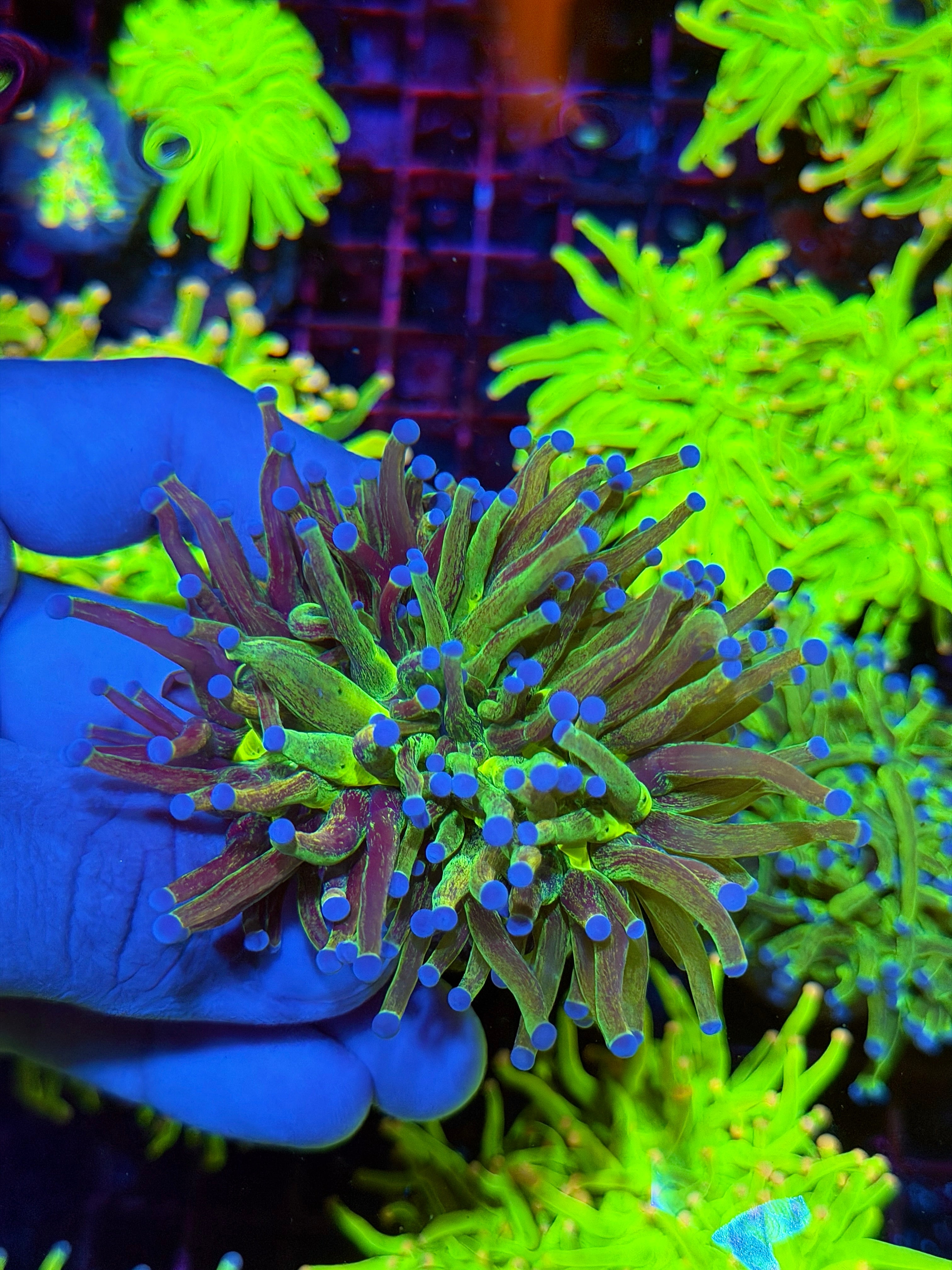 JEA Grafted Glitter Holy Grail Torch Coral Cluster Splitting to 3 XL
