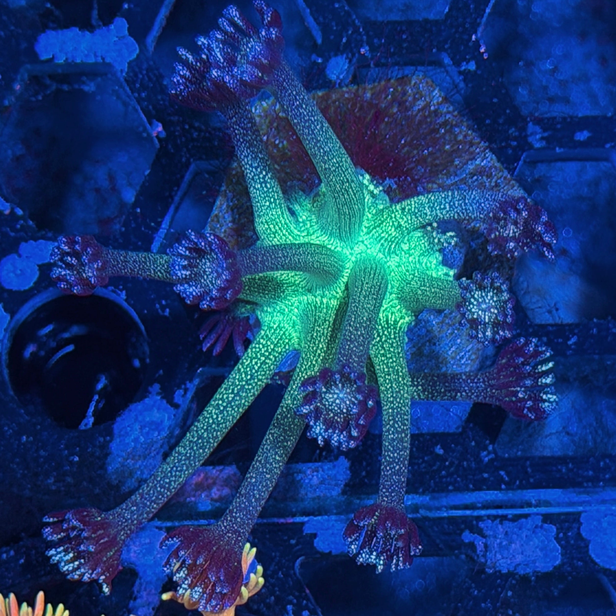 JEA Black Widow Glitter Goniopora Coral XL 8/1