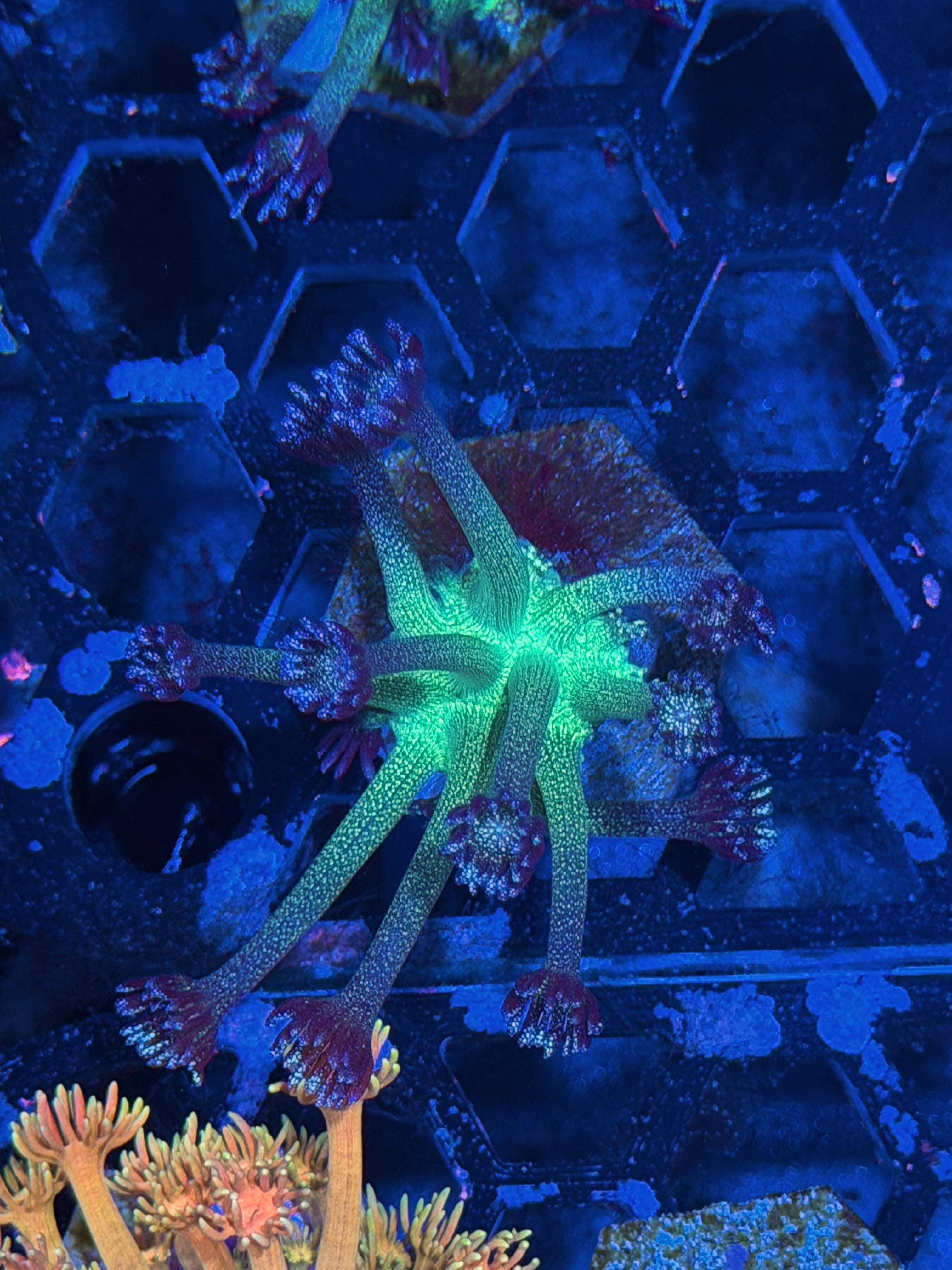 JEA Black Widow Glitter Goniopora Coral XL