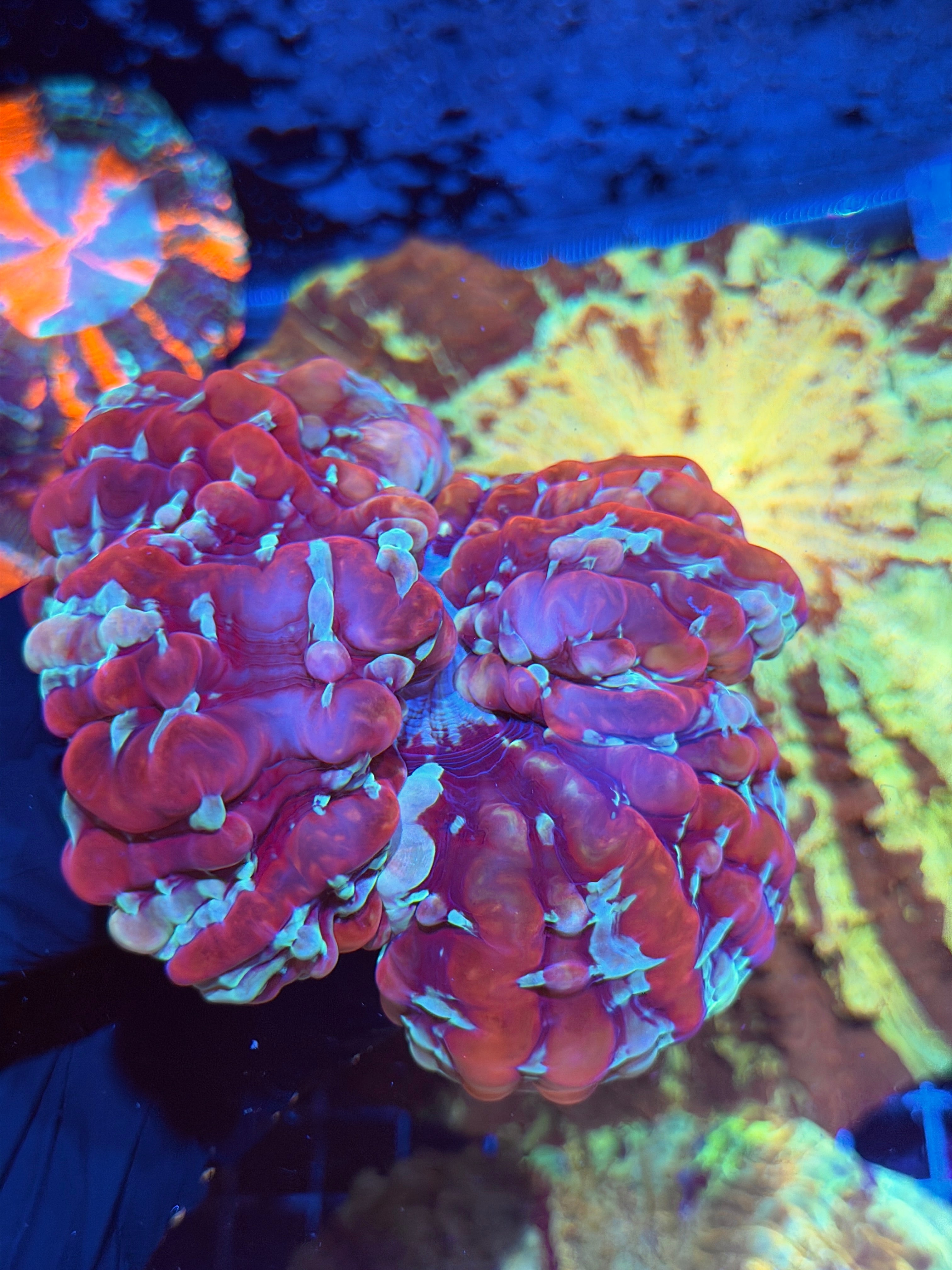 Multicolor Indophyllia Meat Coral XXL 6/4