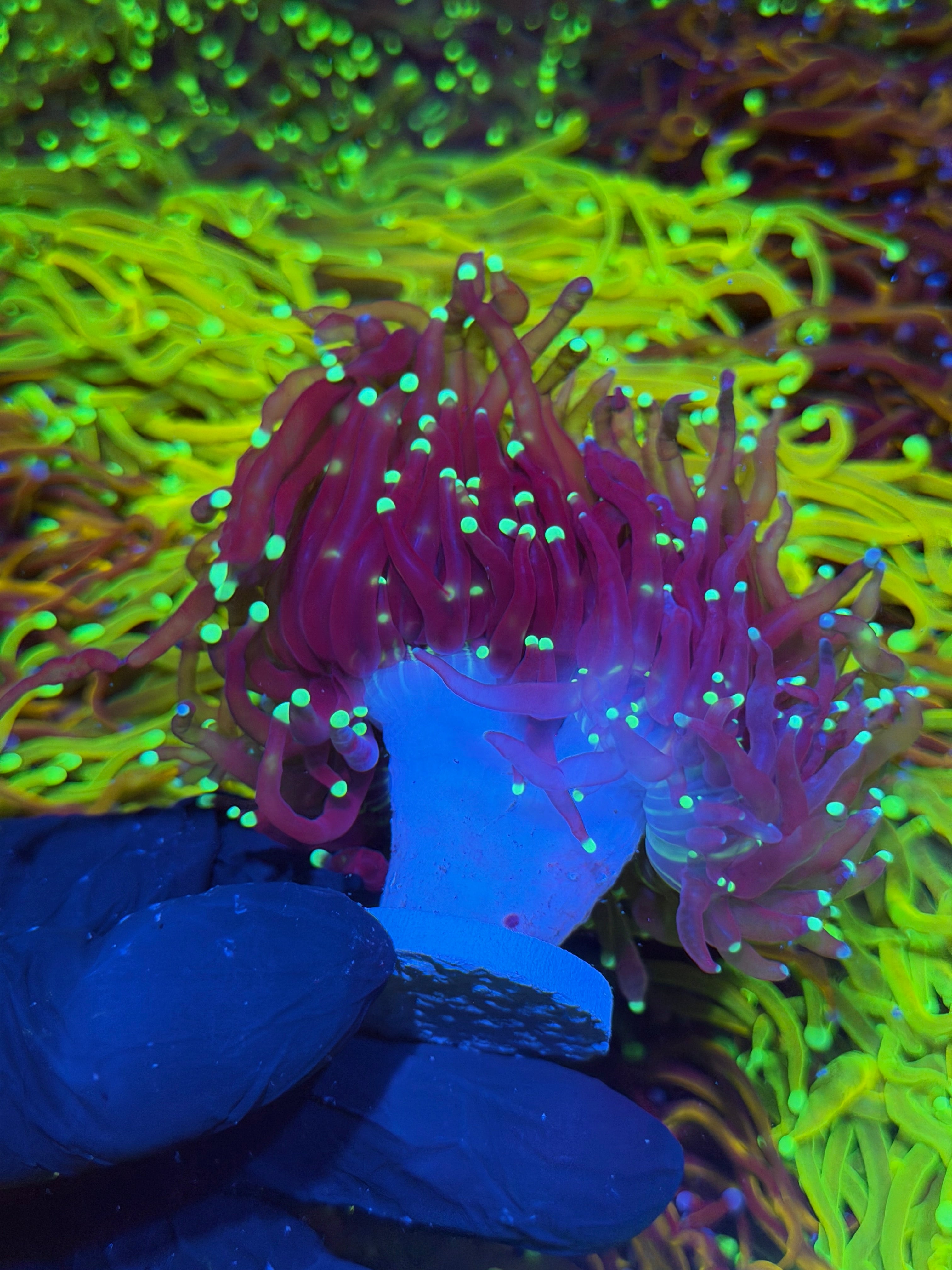 JEA Black Widow Torch Coral 2 Heads XXL