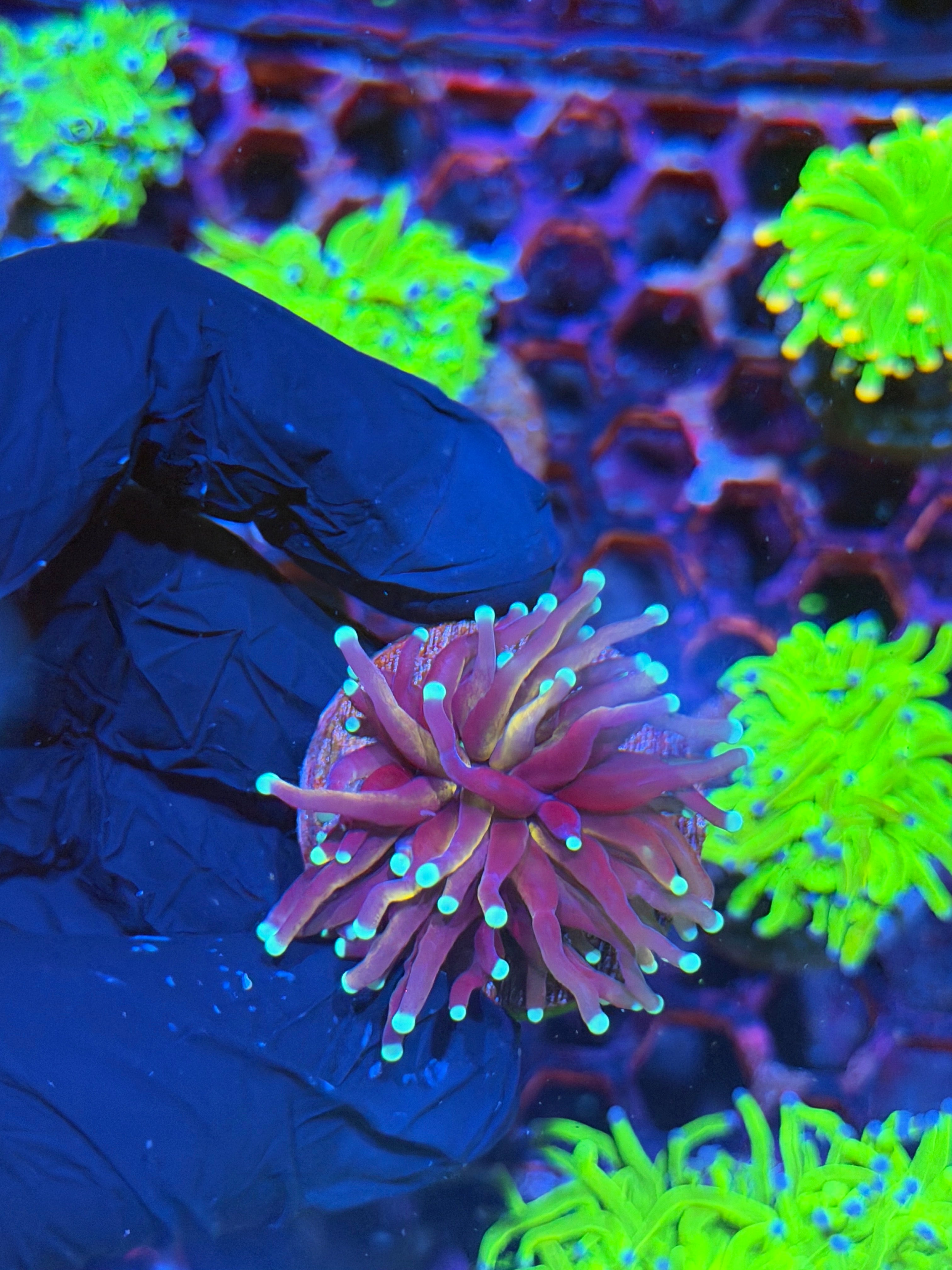 JEA Tiger 2.0 Torch Coral 1 XL Head 8/28