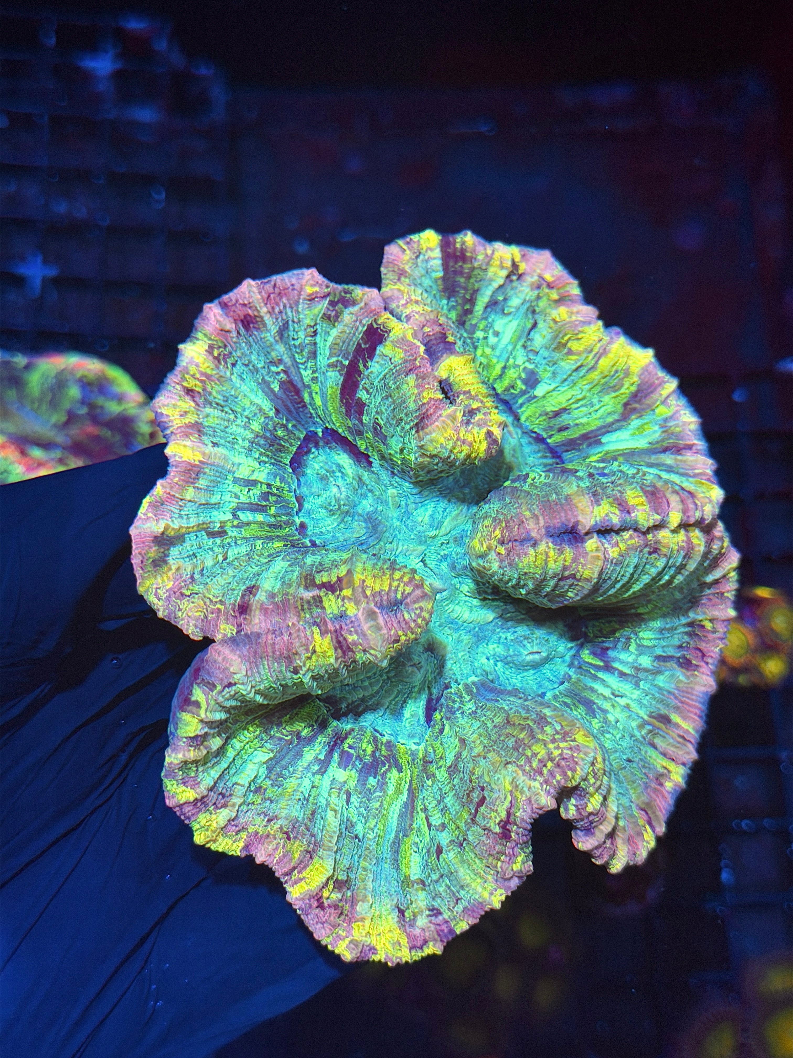 Pink Trachyphyllia Meat Coral XL