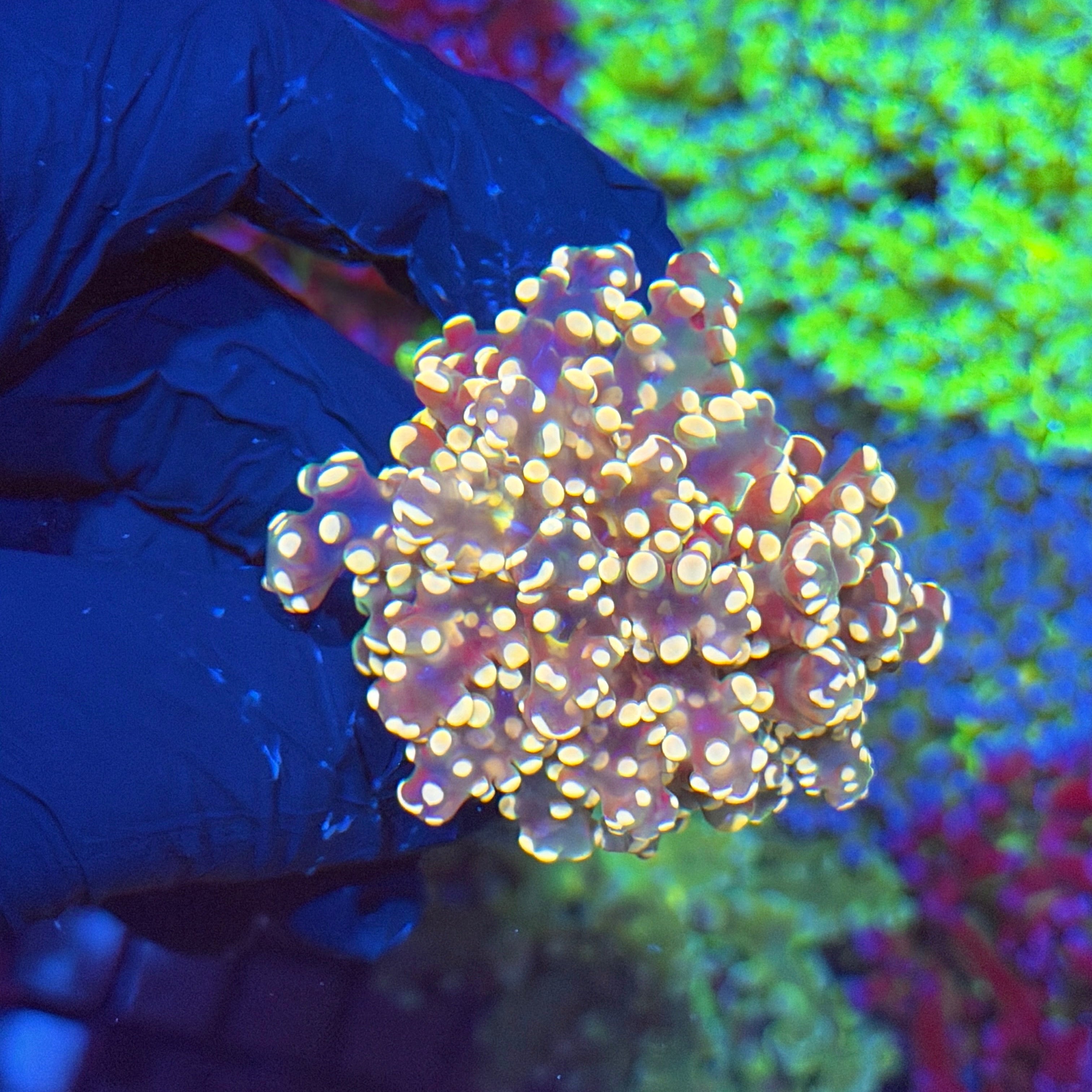 Jay's Exotic Corals