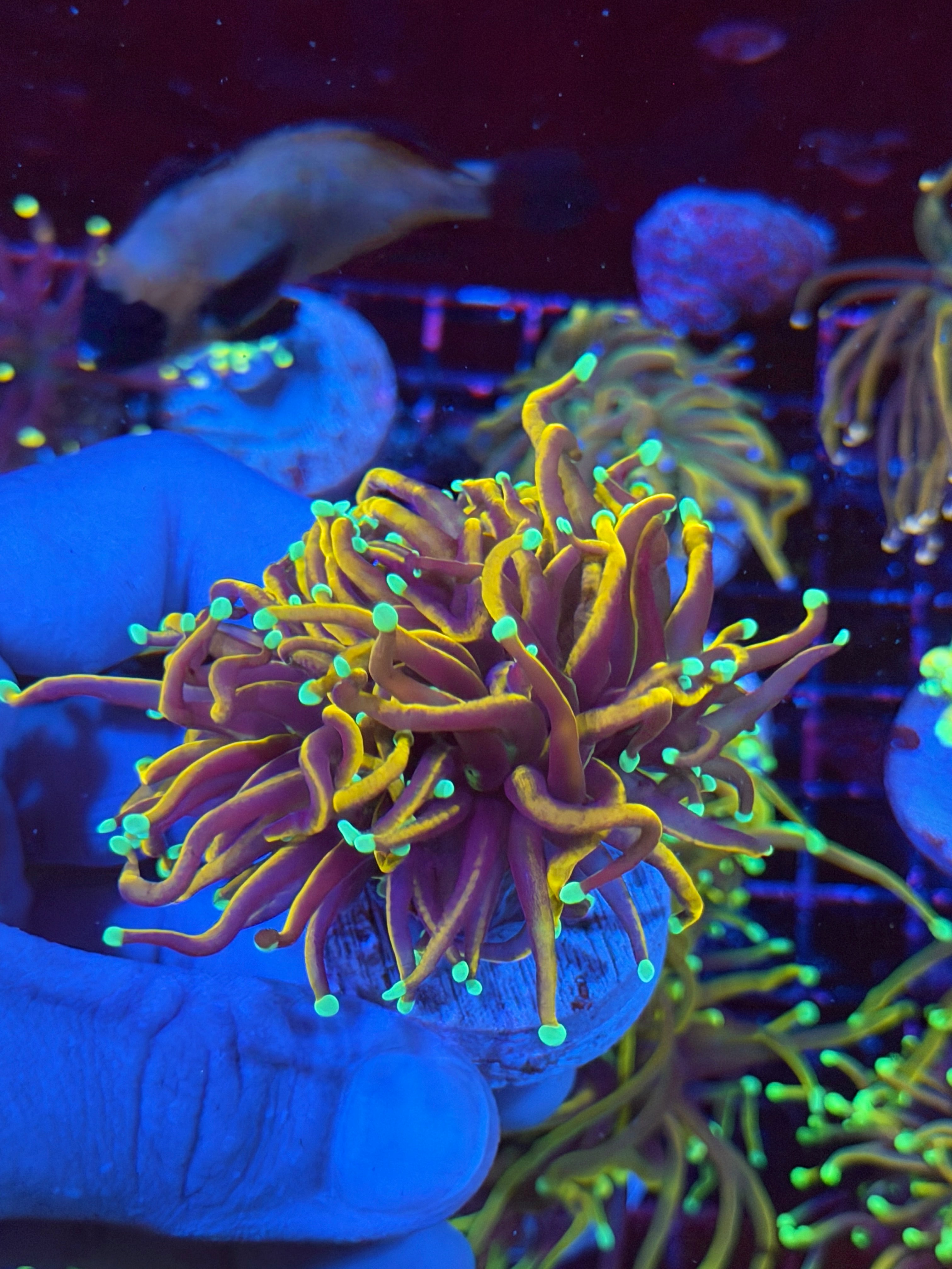 JEA OG Jester Torch Coral 2 Heads Splitting XXL