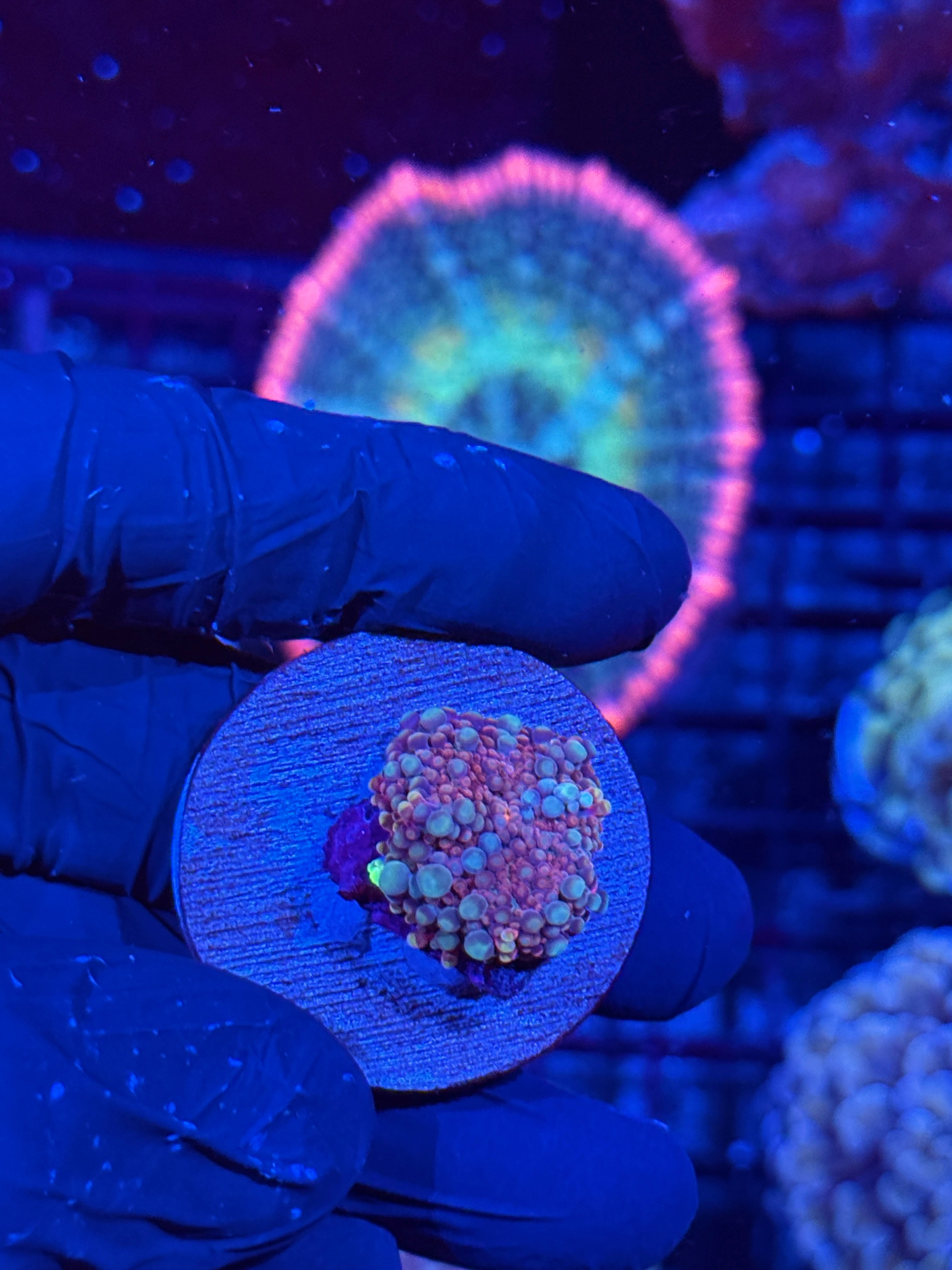 JEA Cotton Candy Yuma Mushroom Coral 7/2