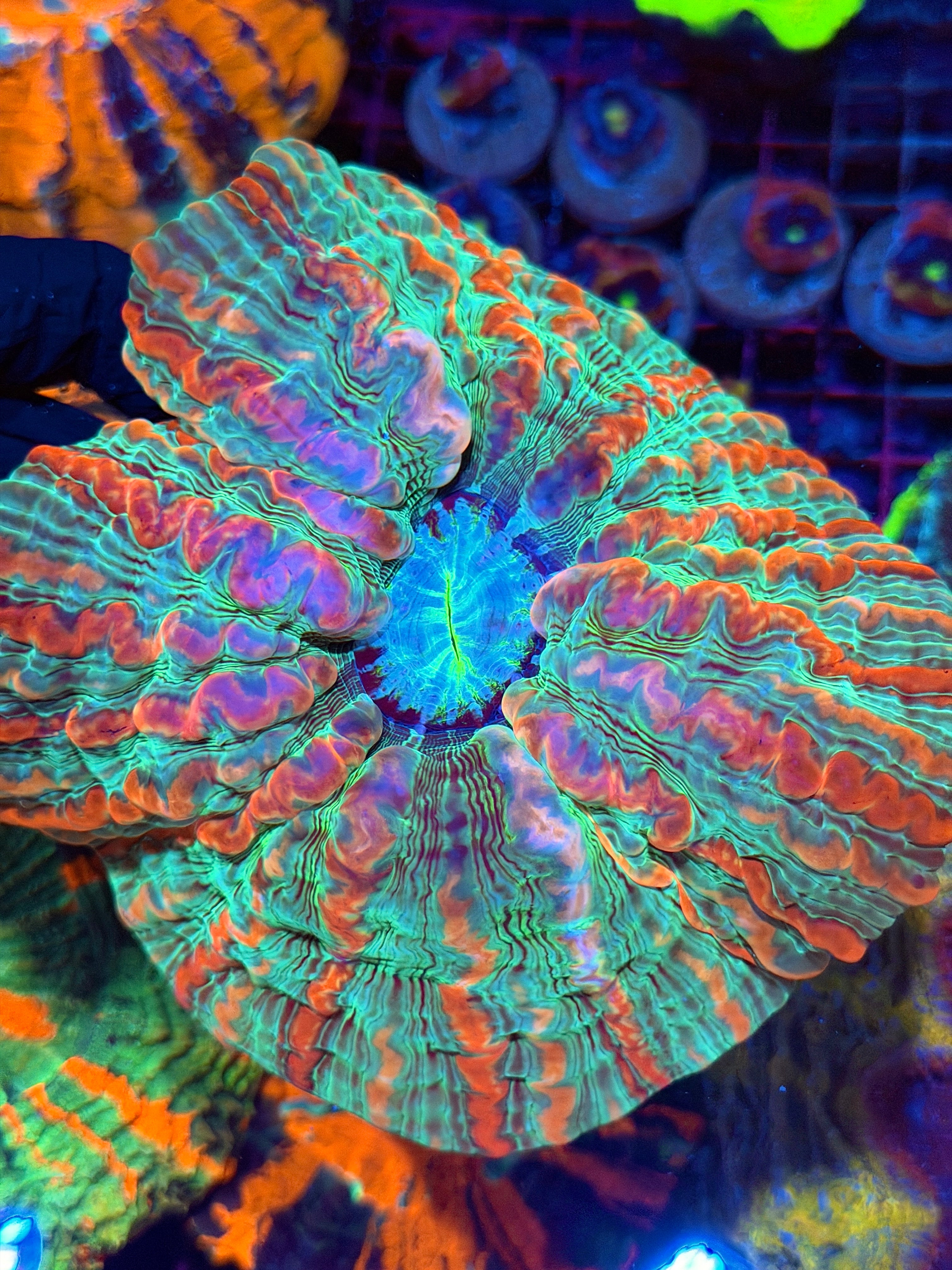 Insane Indophyllia Meat Coral 8/29
