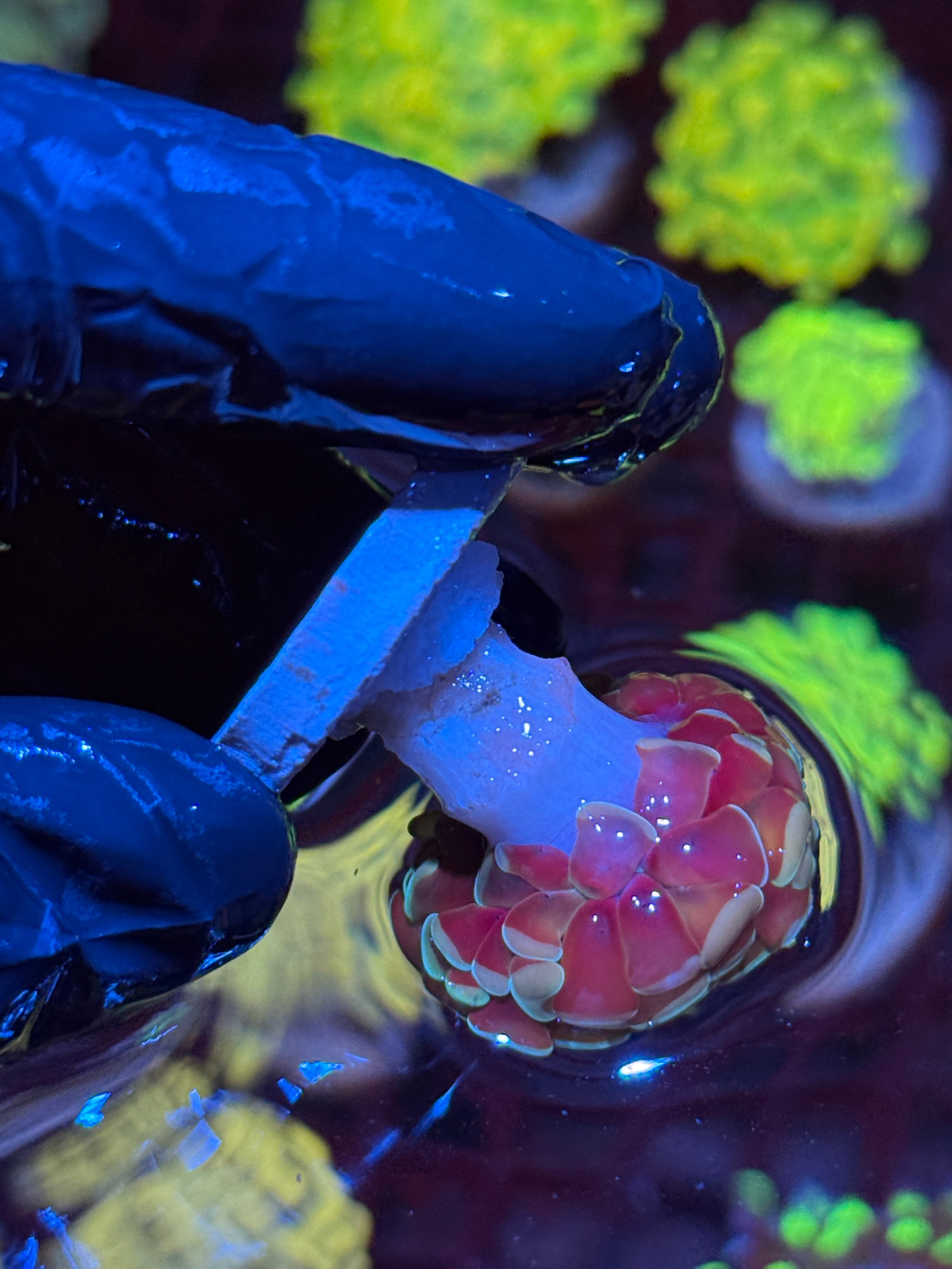 JEA Honey Pot Hammer Coral 1 Heads AQUACULTURED