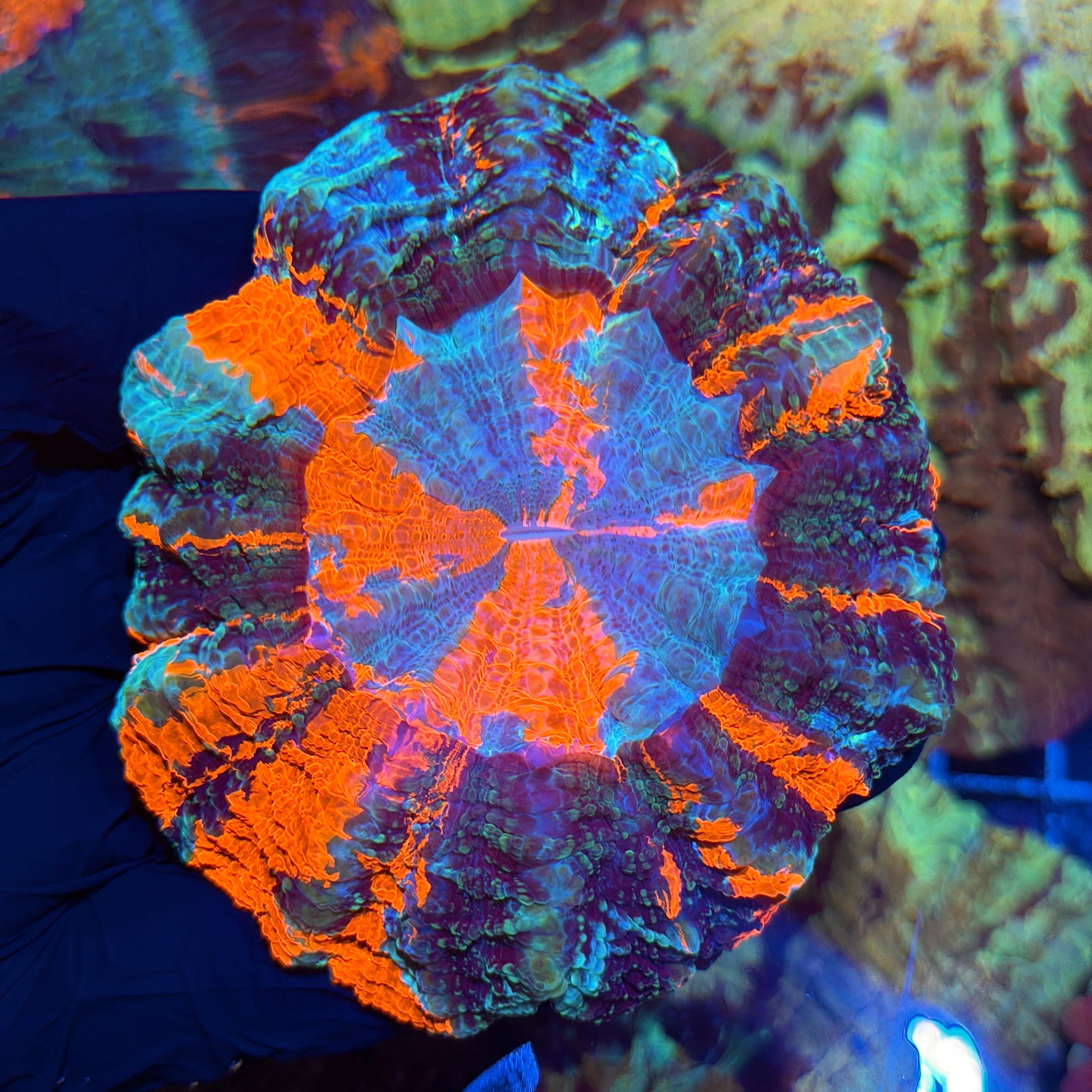 Jay's Exotic Corals