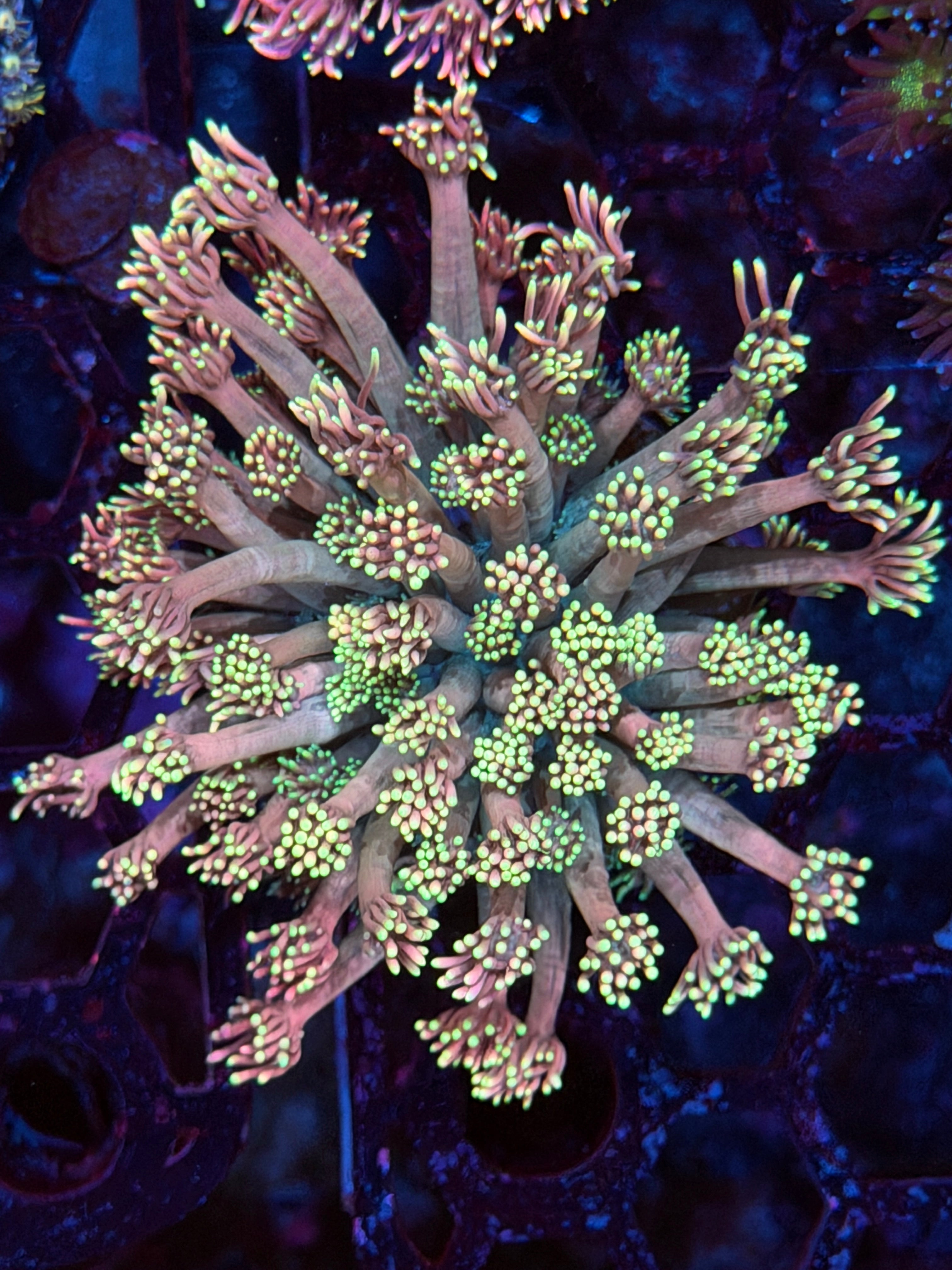 JEA Midnight Moon Goniopora Coral XL 3/4