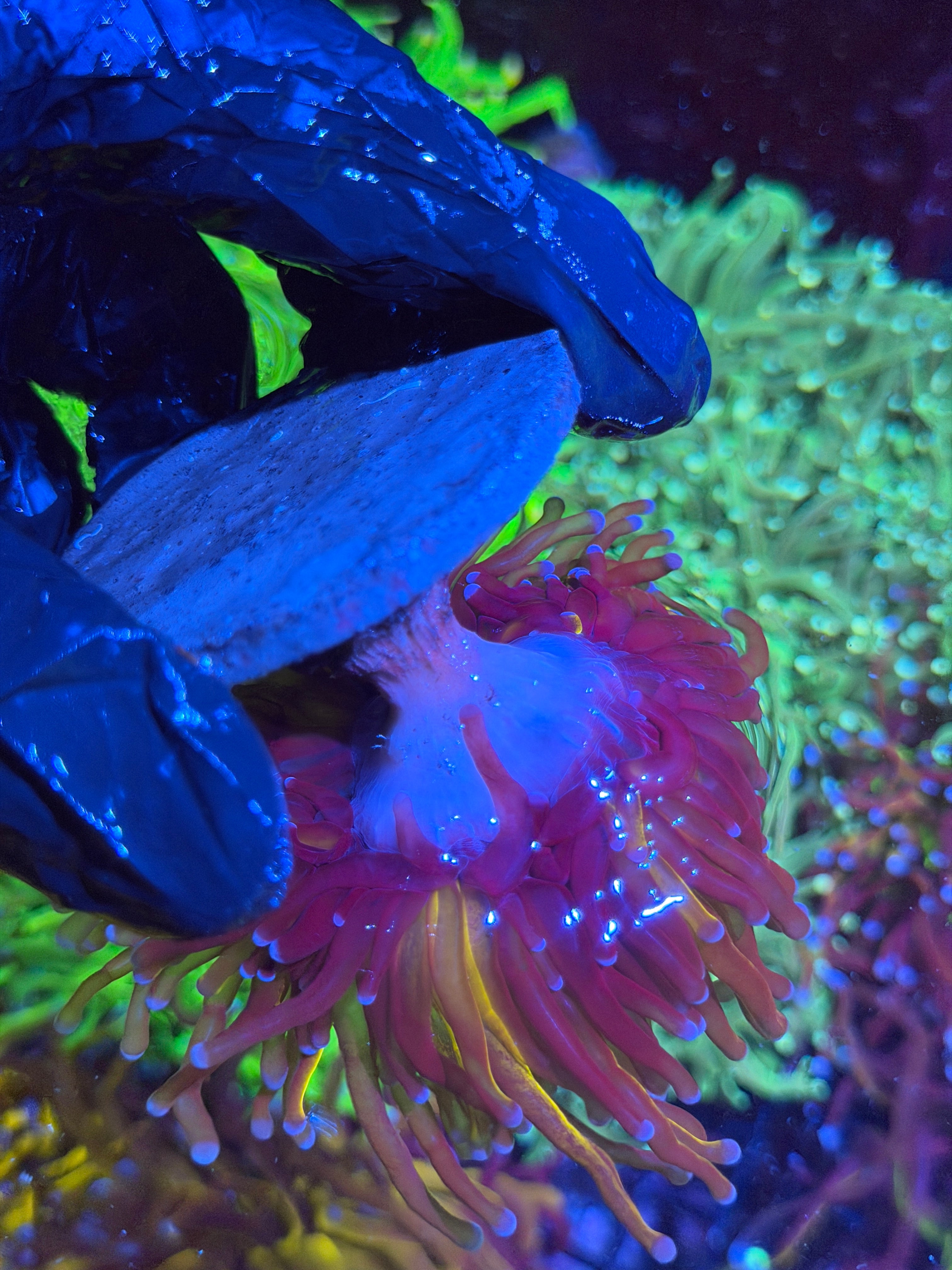 JEA Grafted Orange Tiger Fat Stalk Splitting XXL Bright