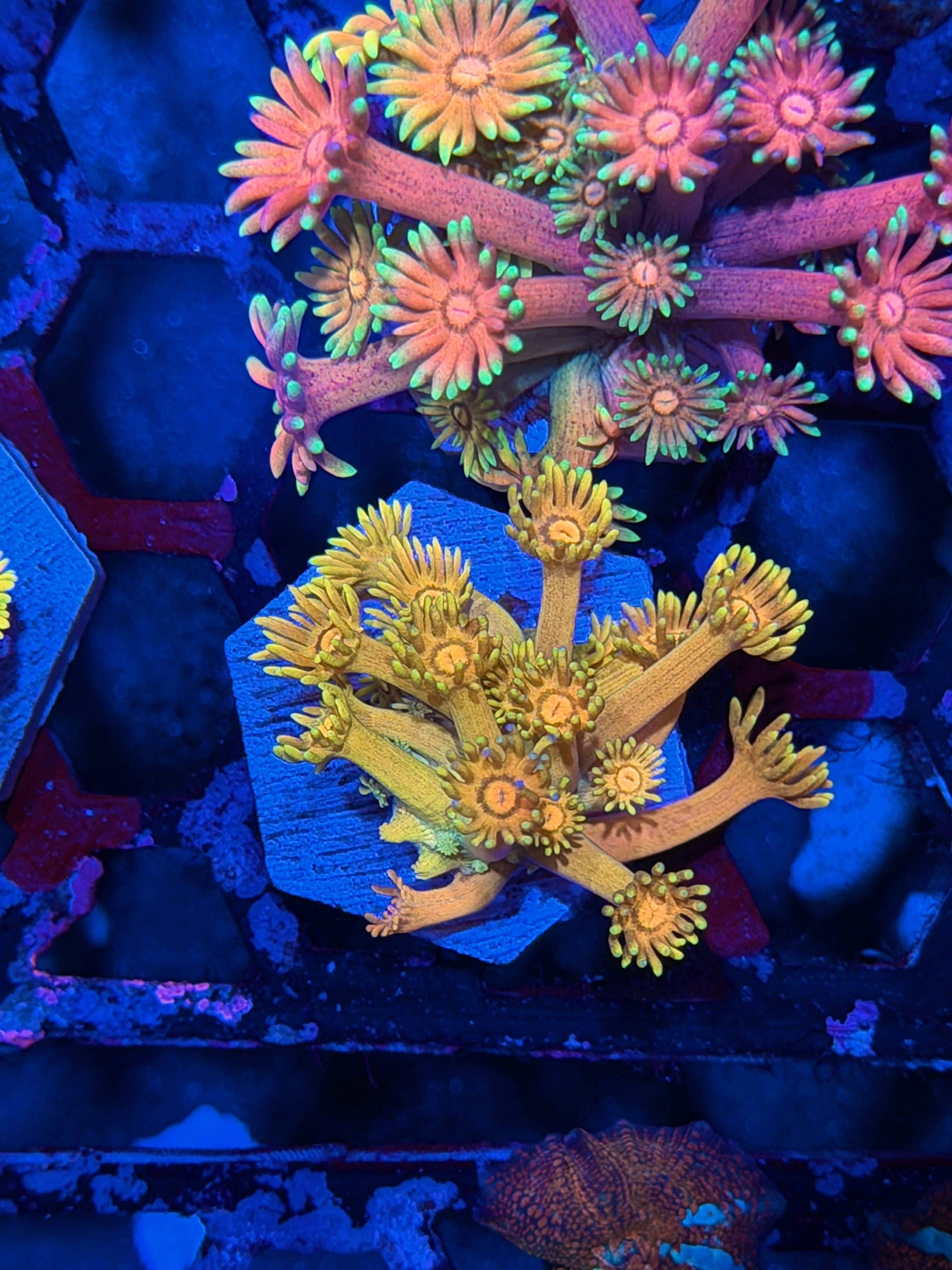JEA OMG Banana Goniopora Coral *New Release*