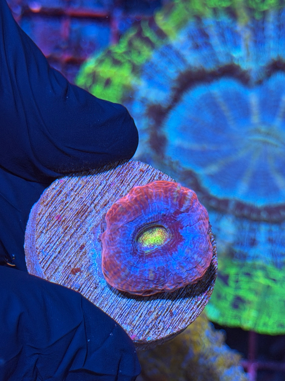 JEA Rainbow Master Acan Bowerbanki Coral 1 XL Head Collectoes Piece 9/22
