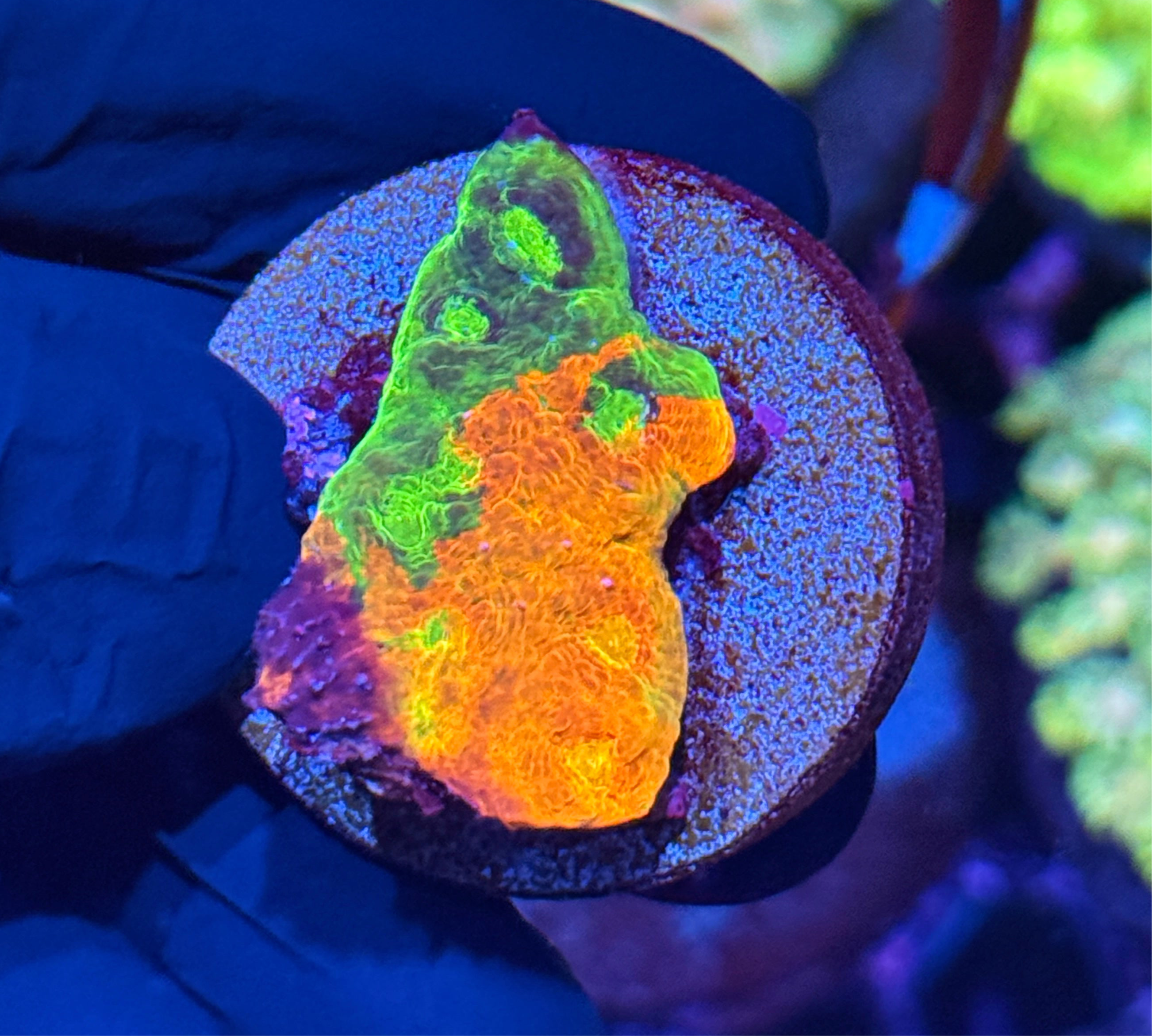 JEA Rainbow Meltdown Chalice Coral