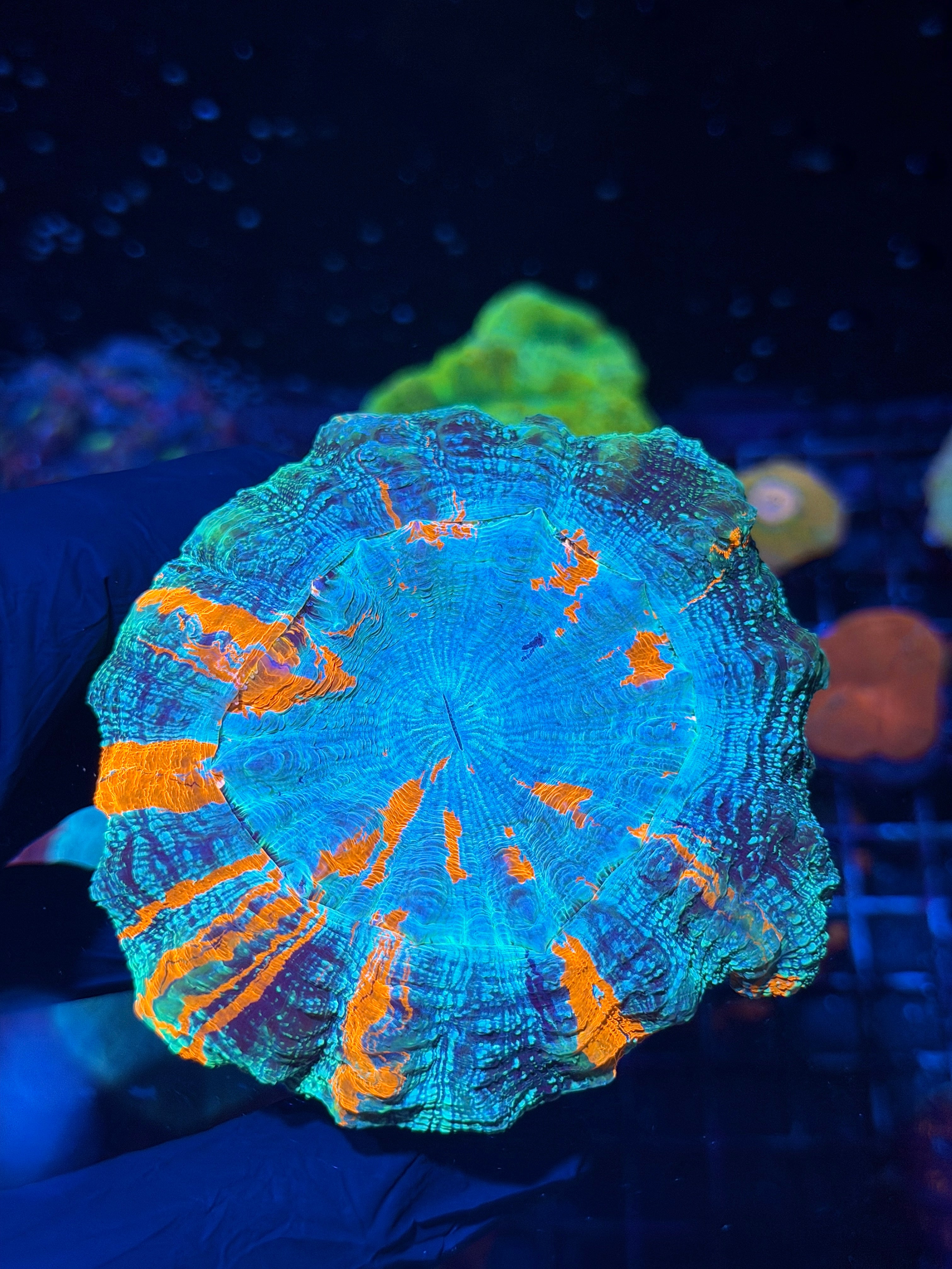 Striped Acanthophyllia Meat Coral XL