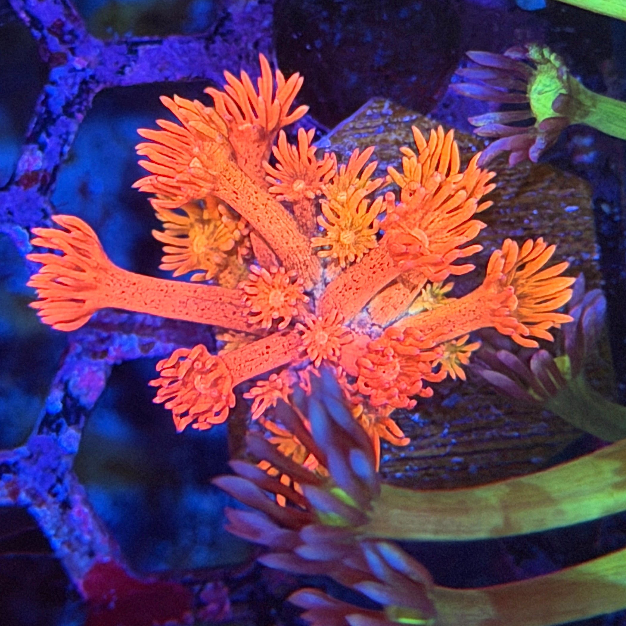 JEA Flaming Ballz Goniopora Coral *New Release* 8/1
