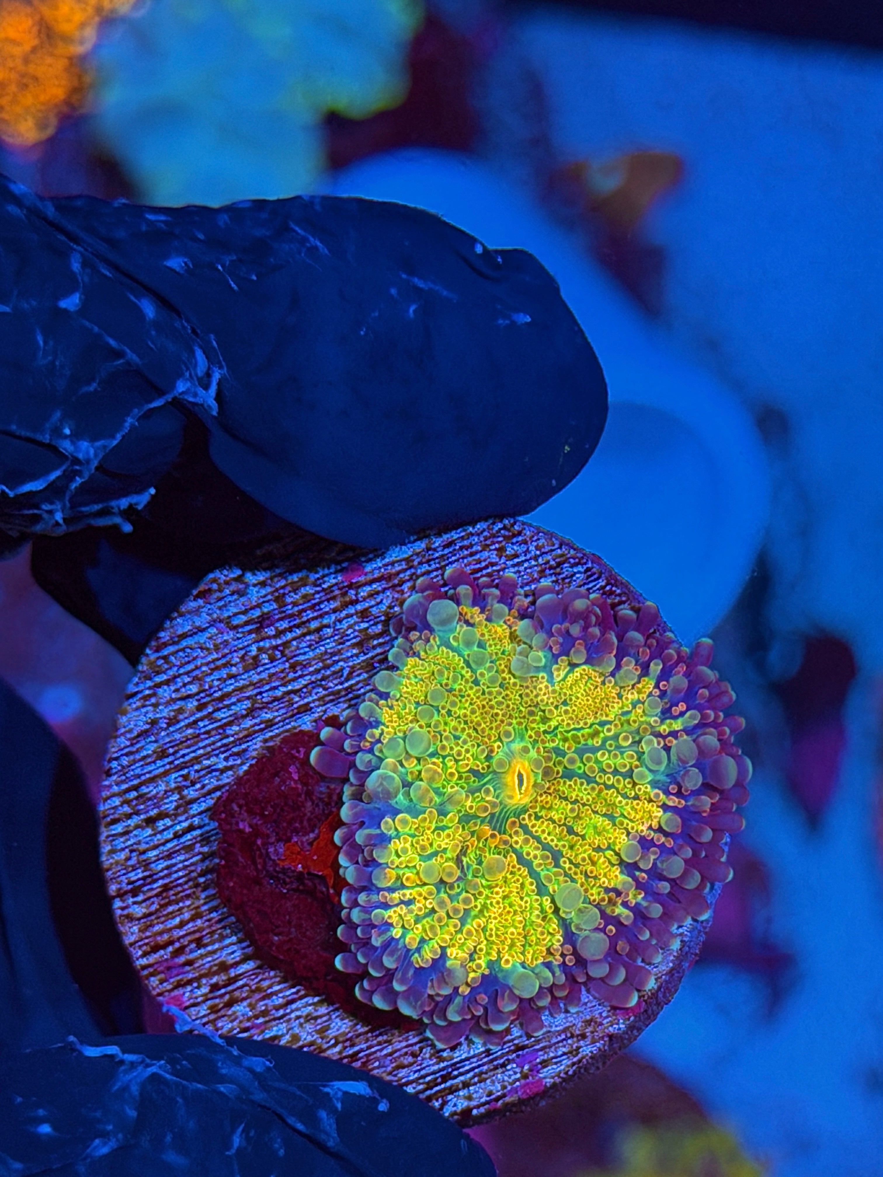 JEA Rainbow Magma Mushroom Coral XL
