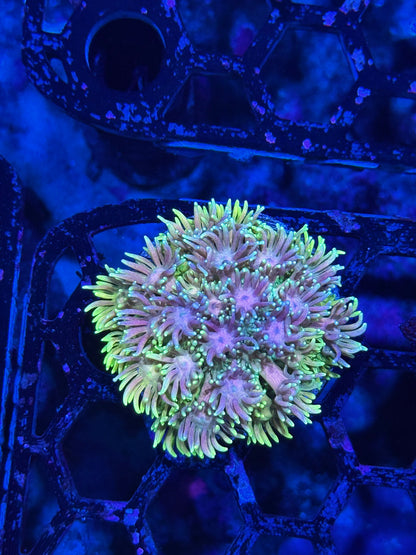 Jay's Exotic Coral Auctions