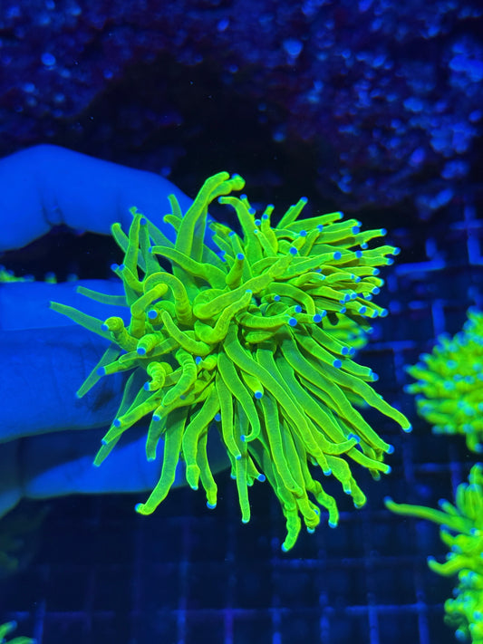 JEA Holy Grail Torch Coral 2 XL Heads BRIGHT