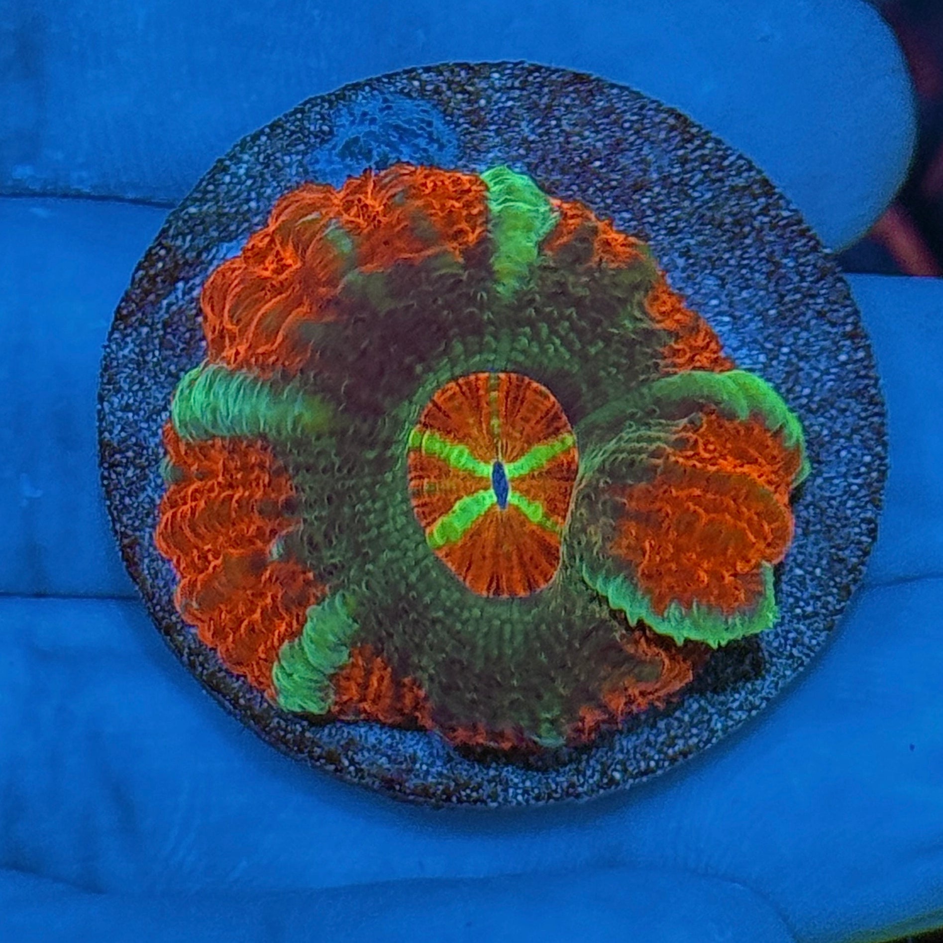 JEA Rocket Pop Asian Acans coral 1 XL Head 10/12