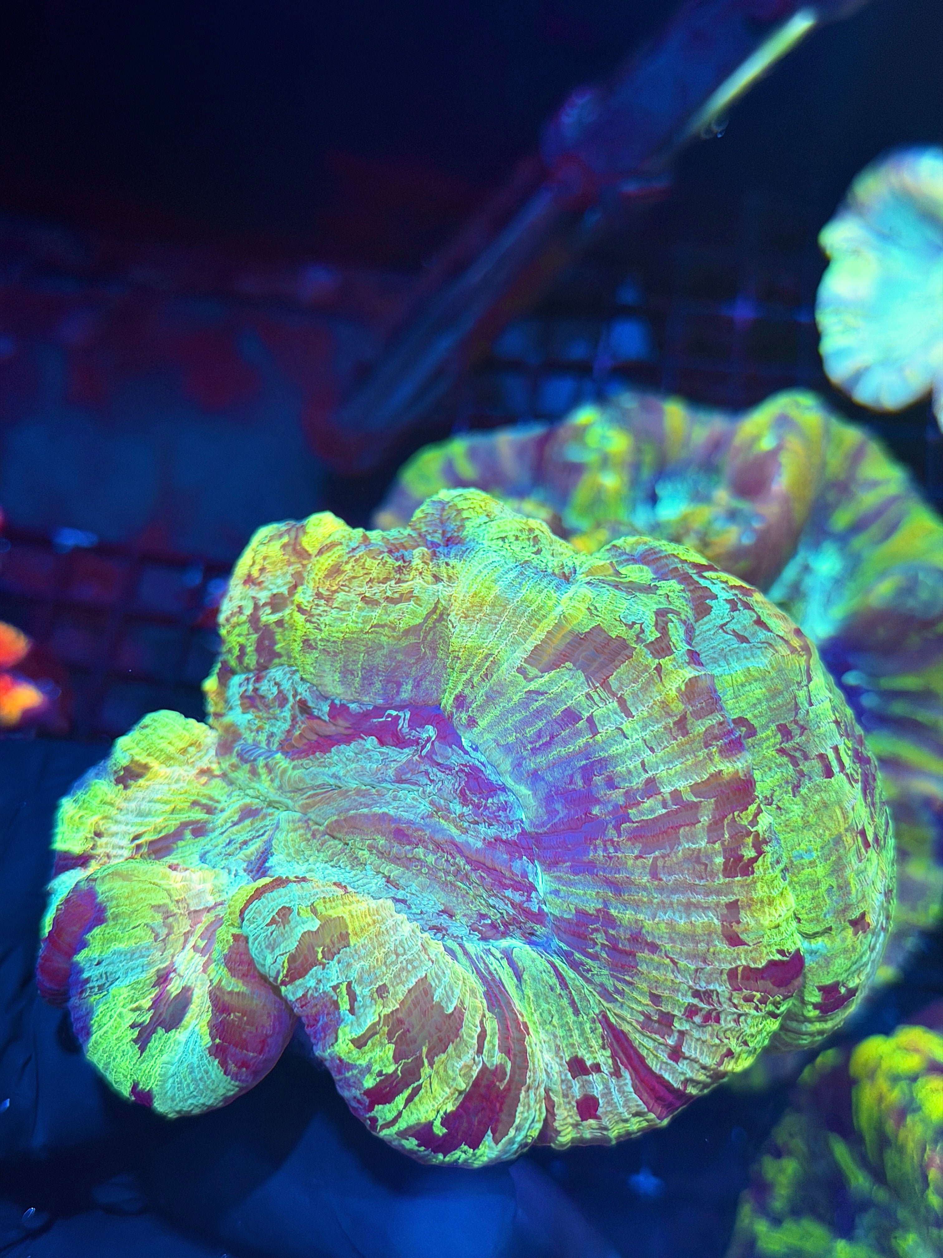 Rainbow Tie Dye Trachyphyllia Meat Coral XXL