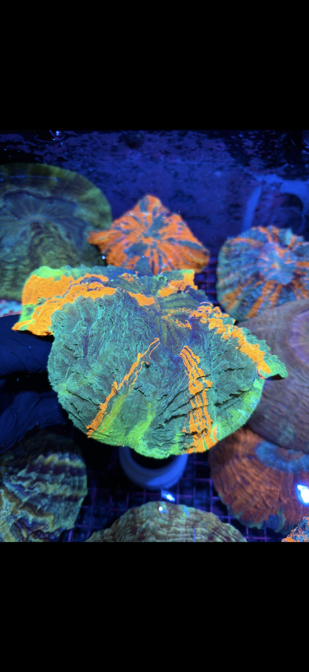 Bright Multicolor Striped Acanthophyllia Meat Coral XXL Show Piece 2/25