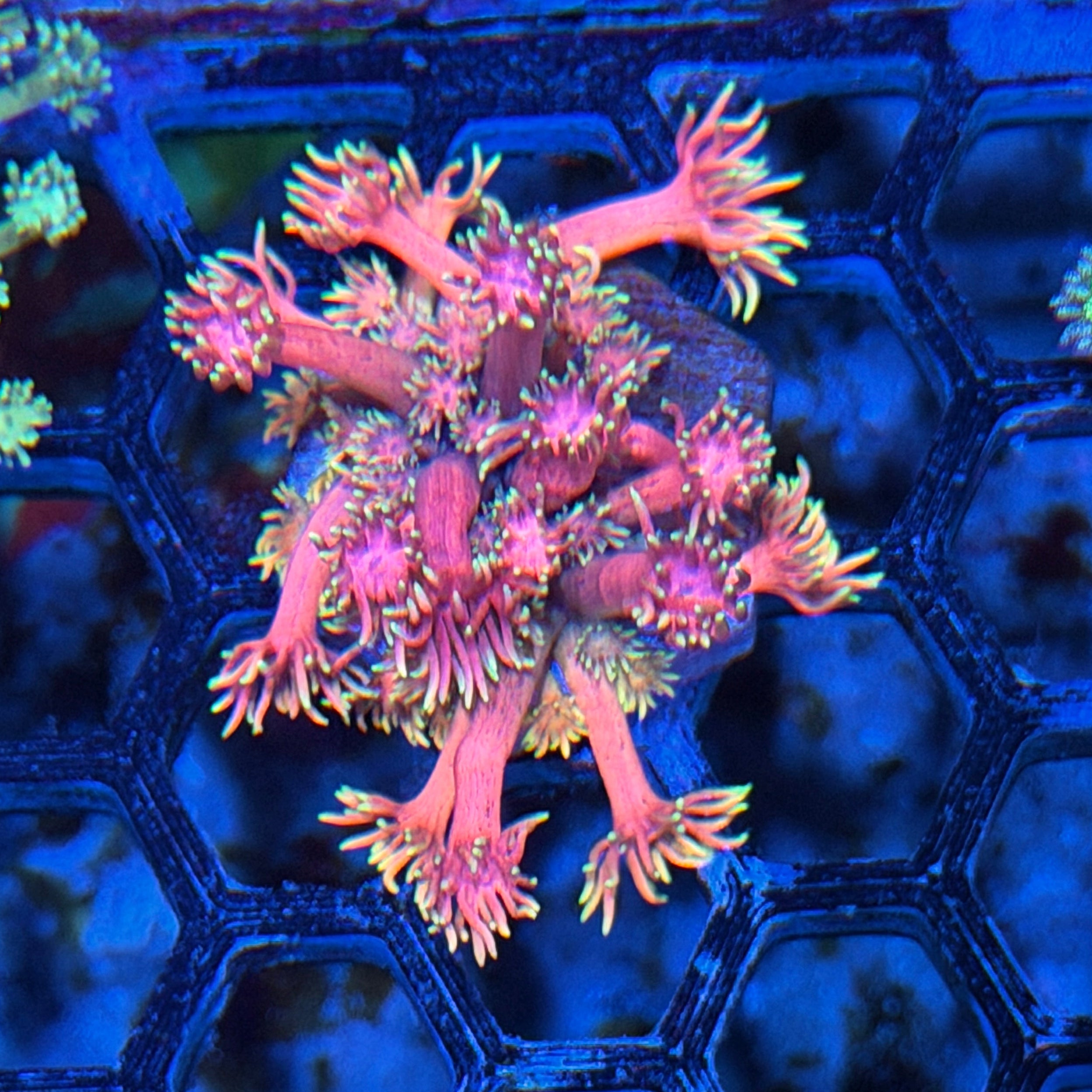 JEA Miami Nights Goniopora Coral *New Release* 7/31