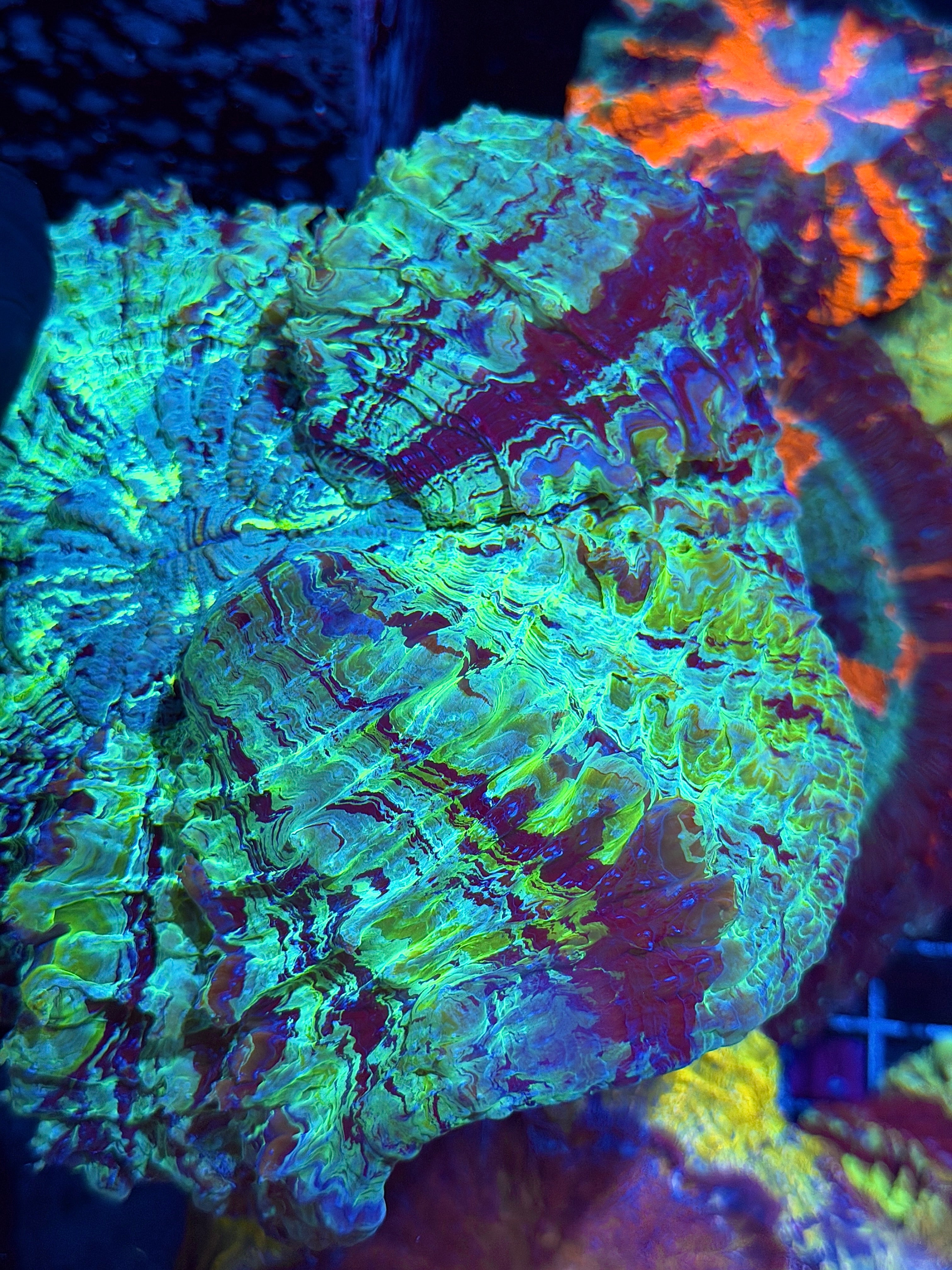 Insane Striped Multicolor Acanthophyllia Meat Coral XXL 6/4