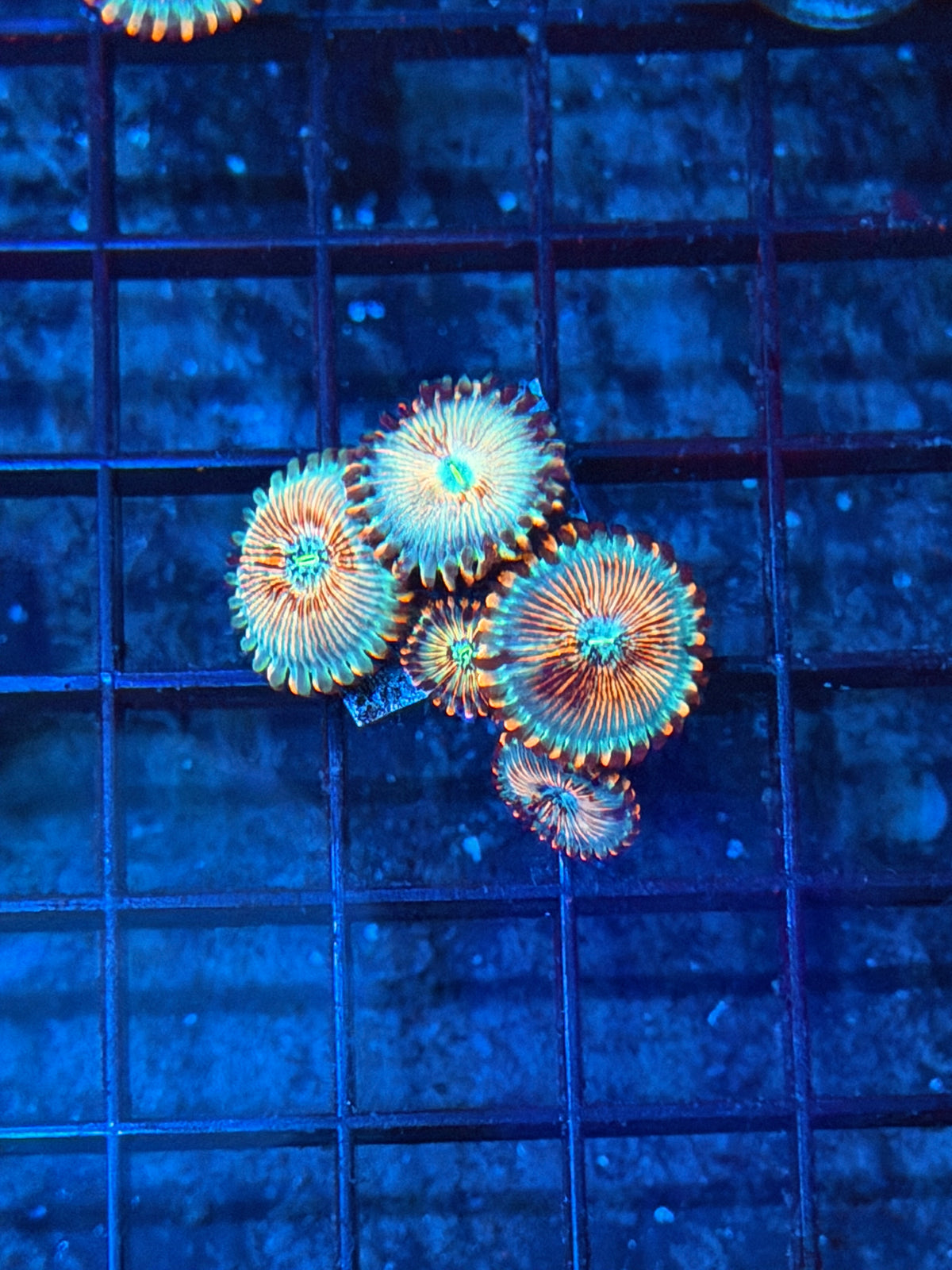 JEA White Zombies Zoanthid Coral 5 Polyps XL 9/22