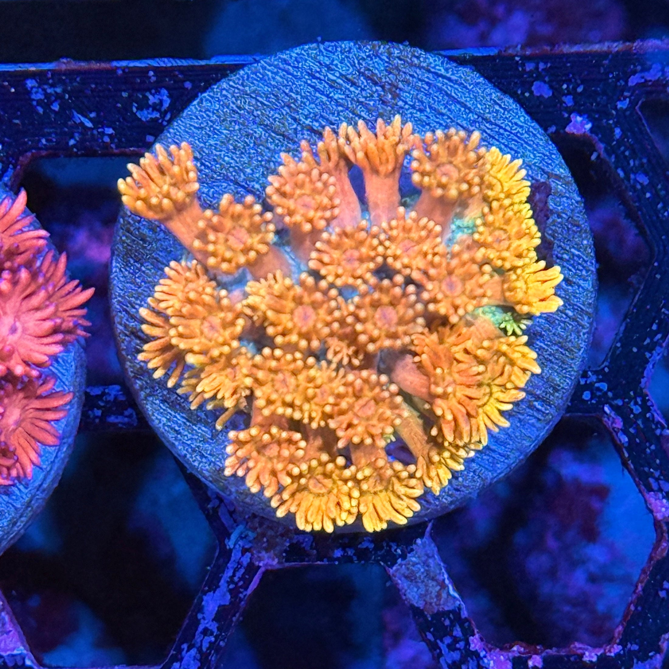 JEA Peaches N Cream Goniopora Coral XL