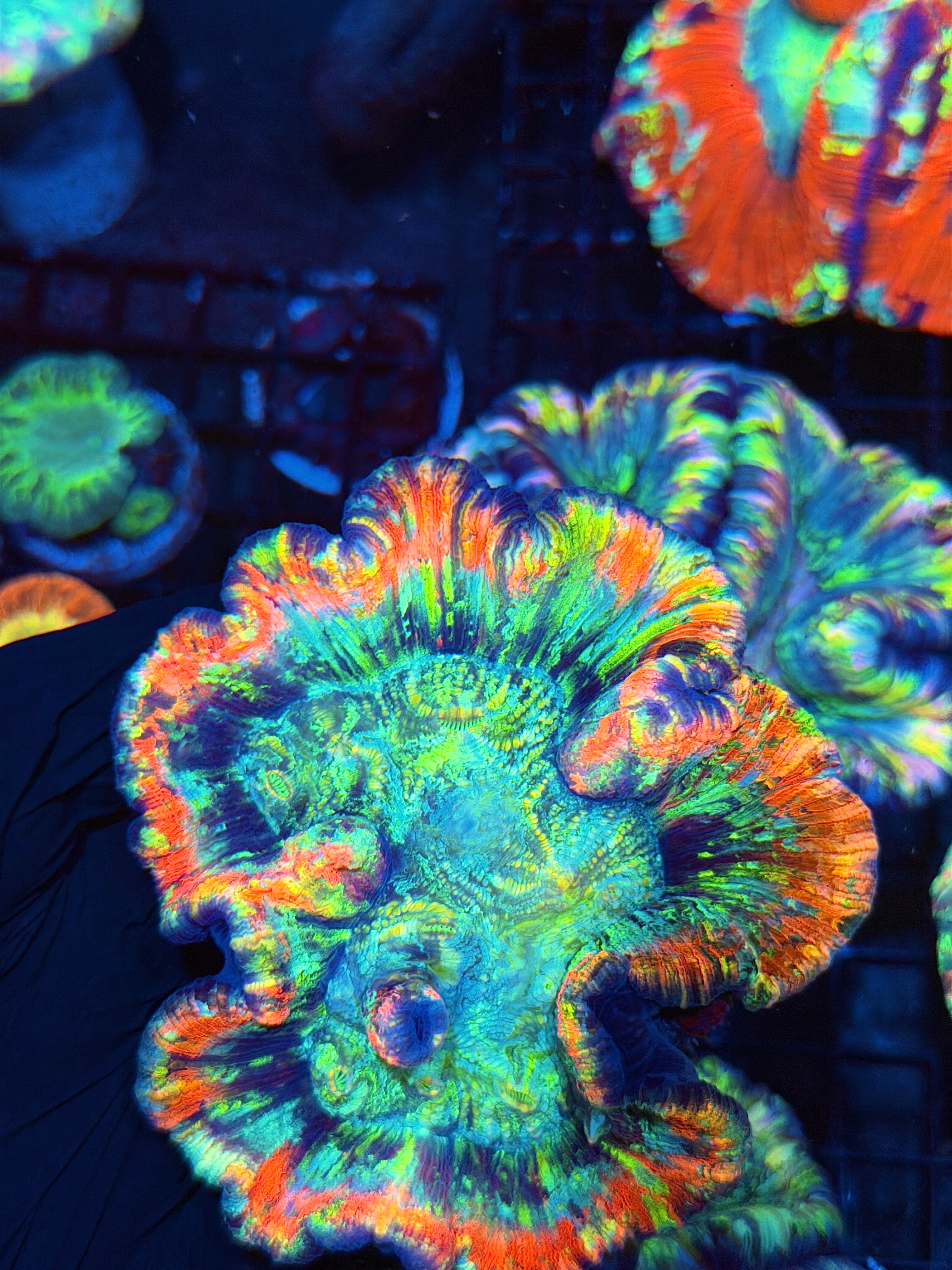Insane Rainbow Trachyphyllia Meat Coral XL Show Piece