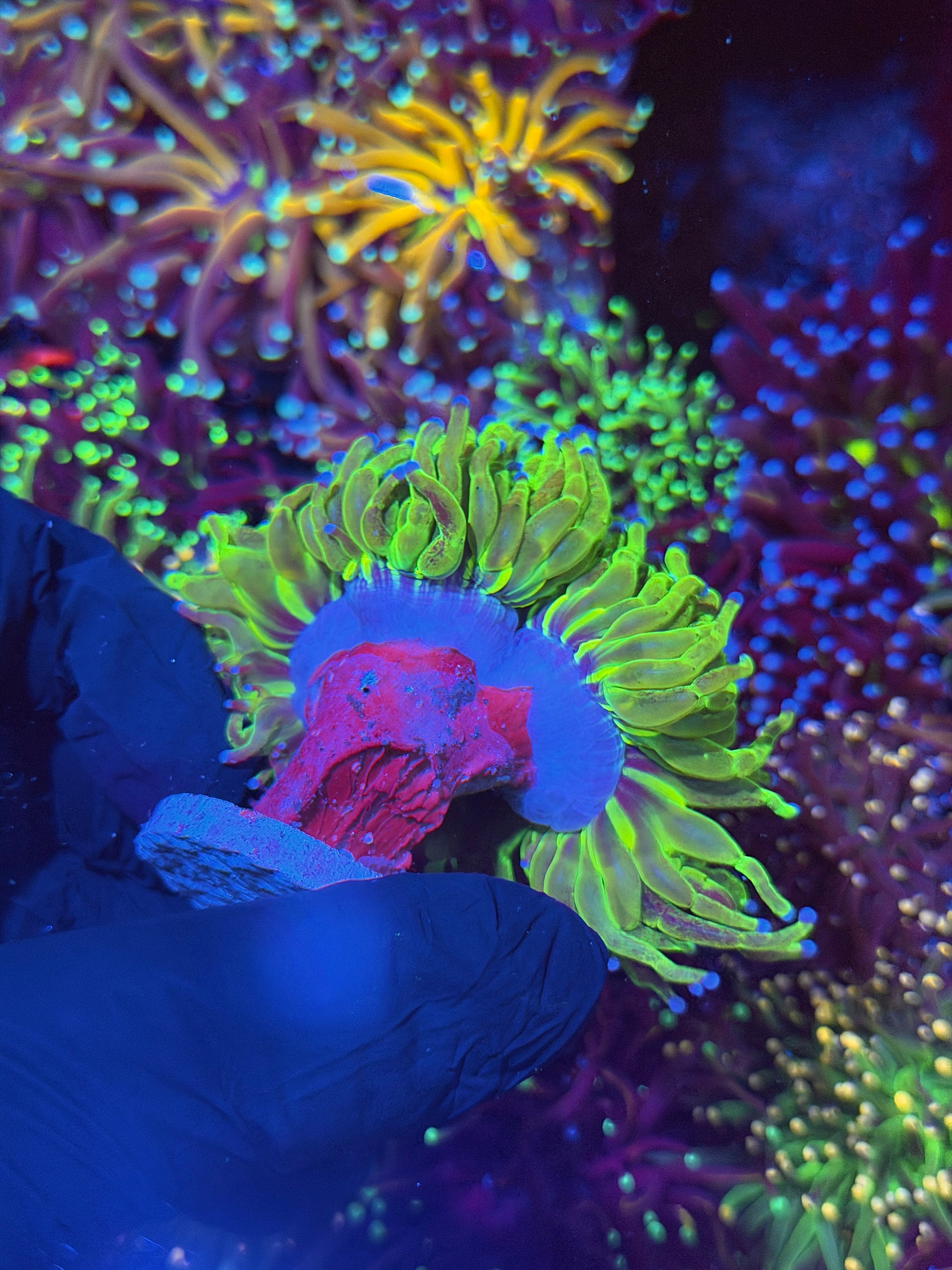 JEA Glitter Holy Grail Torch Coral 2 XXL Heads Splitting to 3 7/9