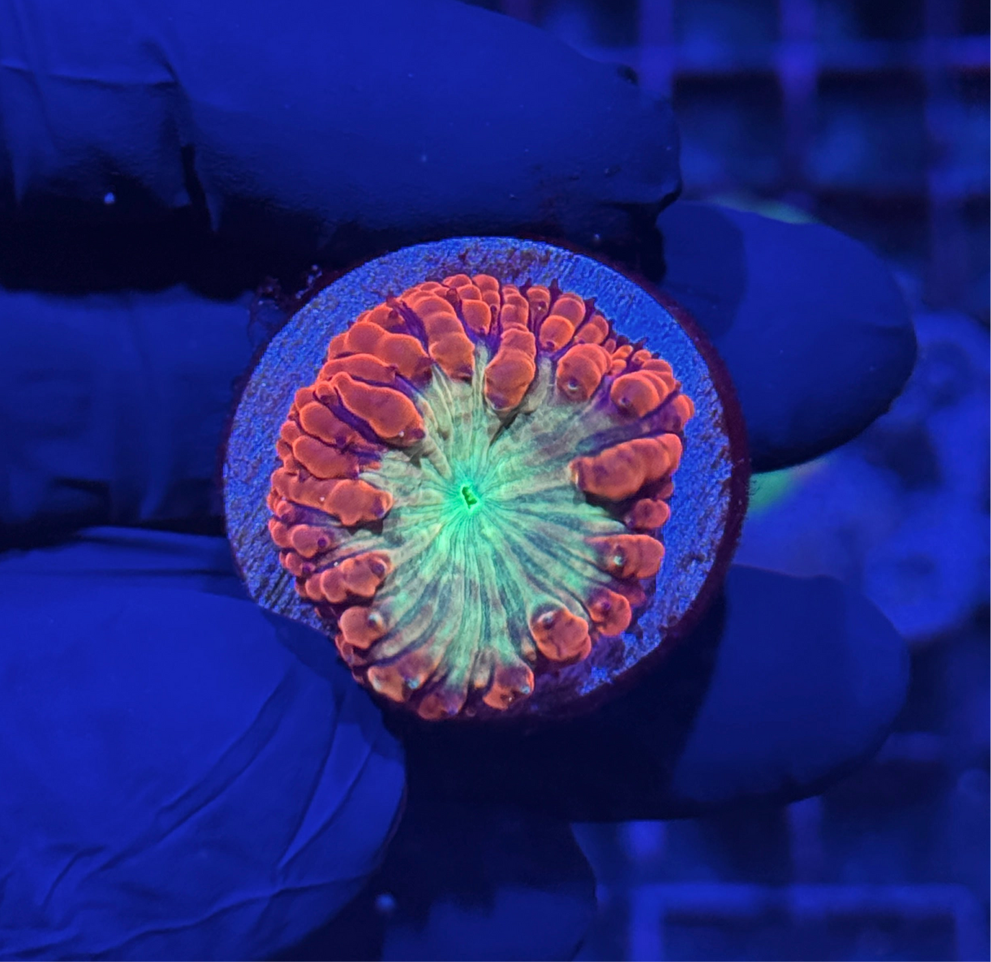 Jay's Exotic Coral Auctions