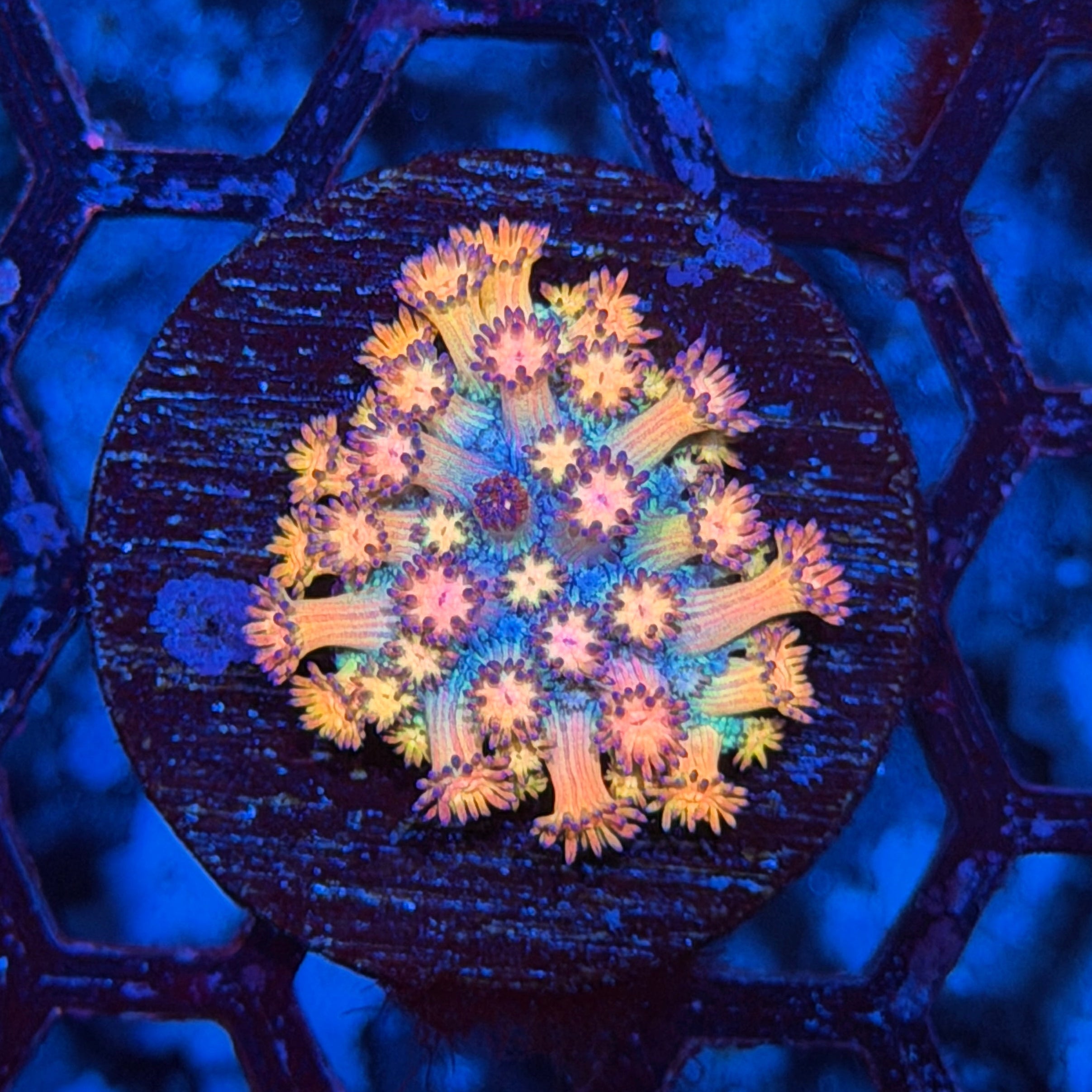 Jay's Exotic Corals