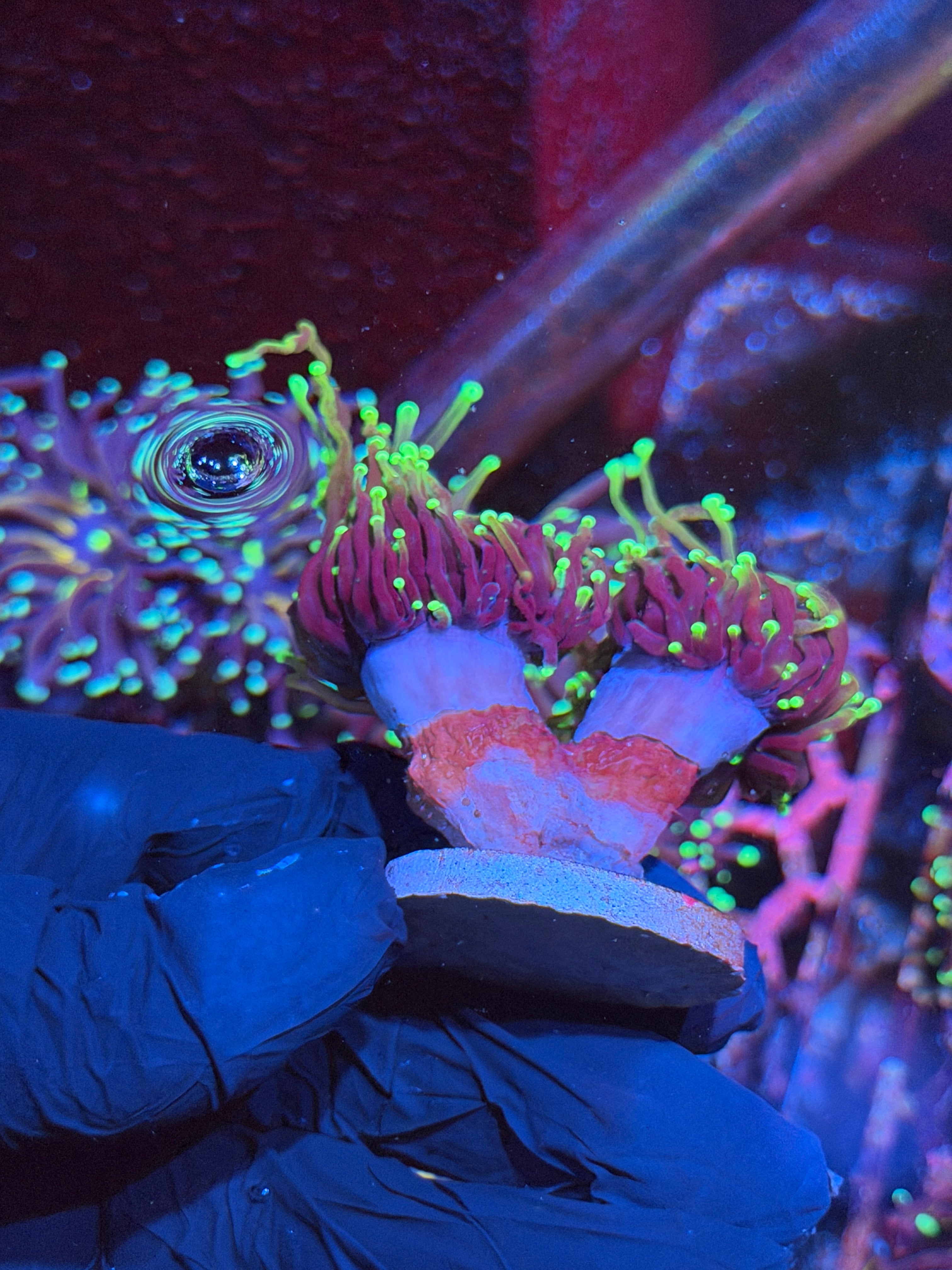 JEA Freezer Burn Torch Coral 2 XXL Heads Splitting to 4 8/29