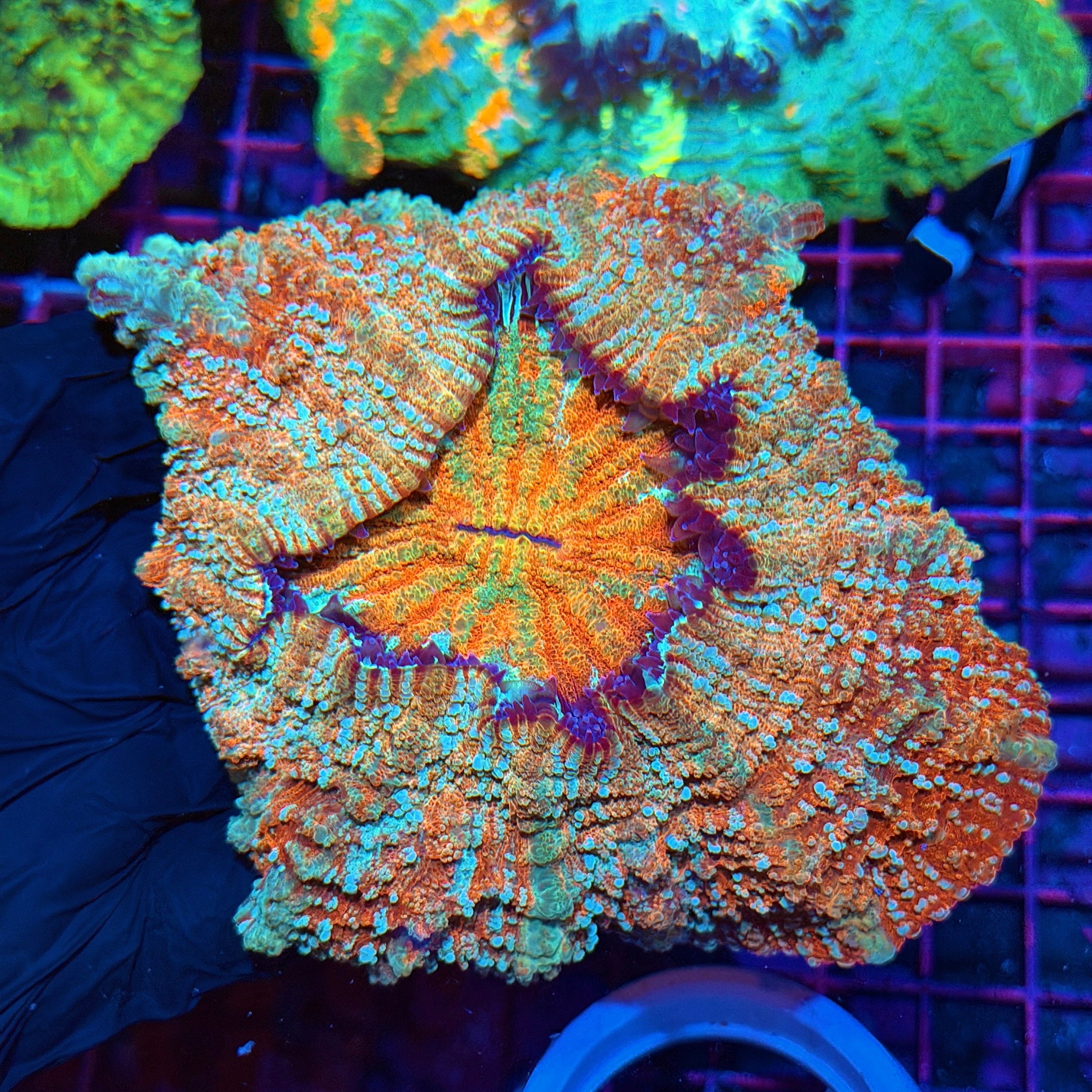 Insane Rainbow Acanthophyllia Meat Coral 3/25