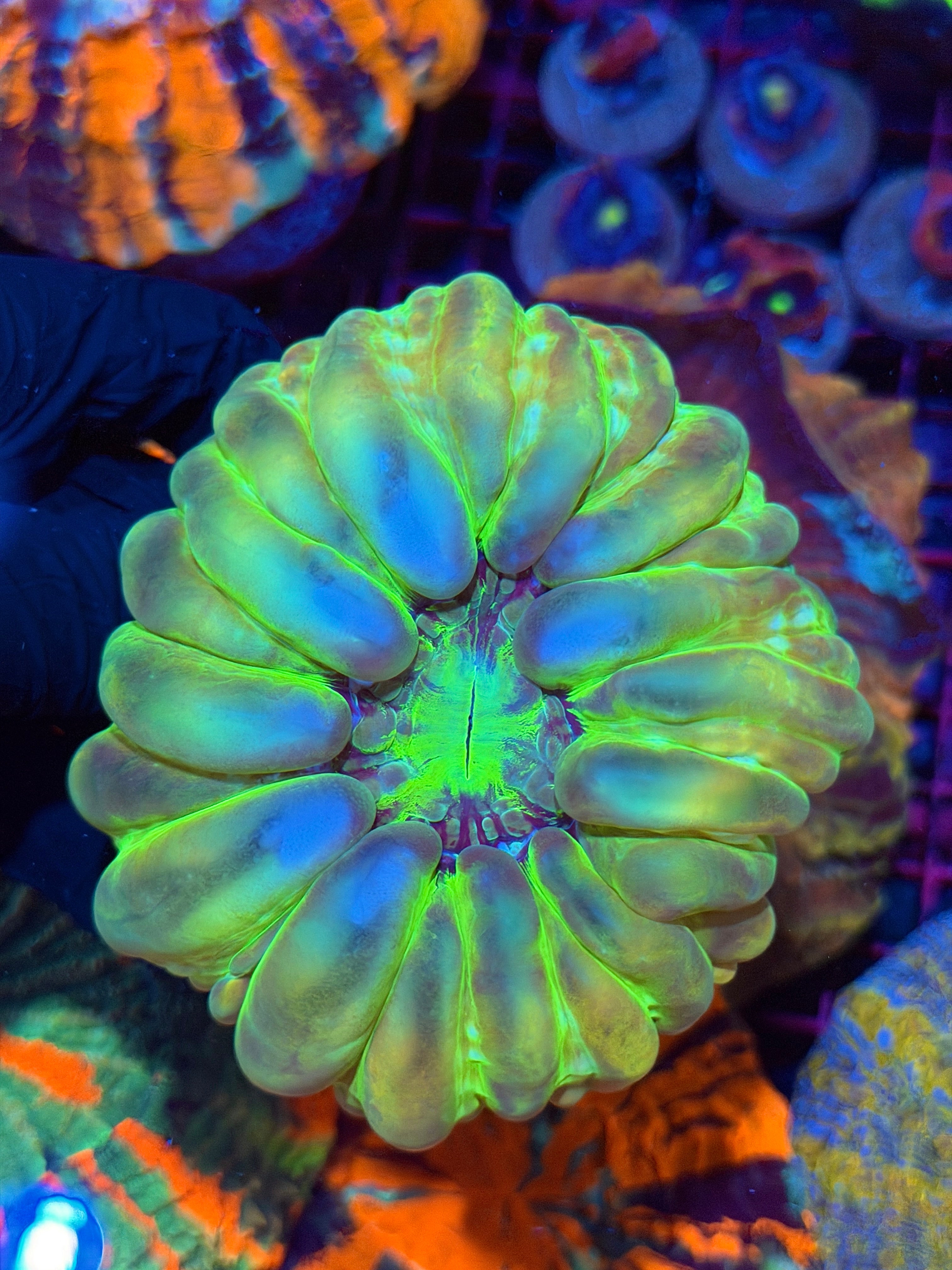 Holographic Cynarina Meat Coral XL Show Piece BRIGHT 8/28