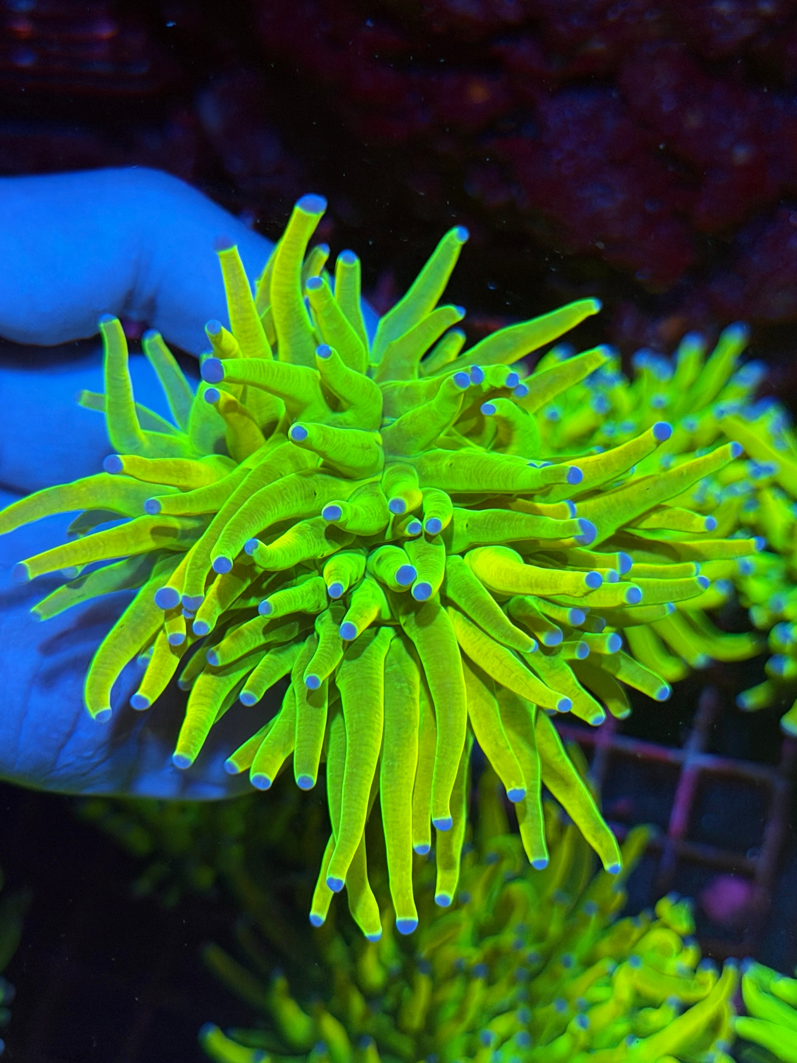 JEA Holy Grail Torch Coral 2 Xl Heads Splitting 11/3-
