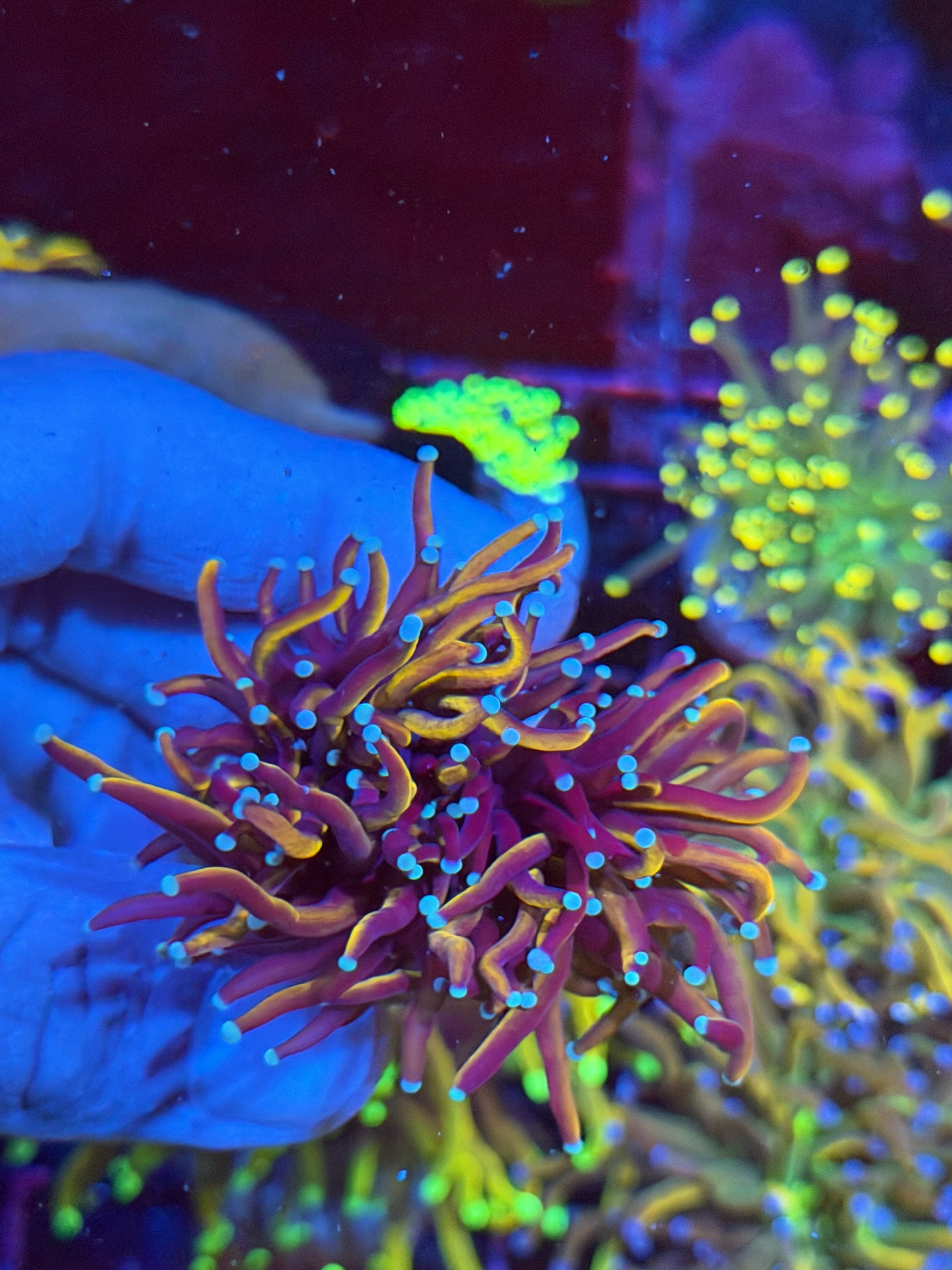 JEA Orange Peel Torch Coral 2 Heads Splitting XL