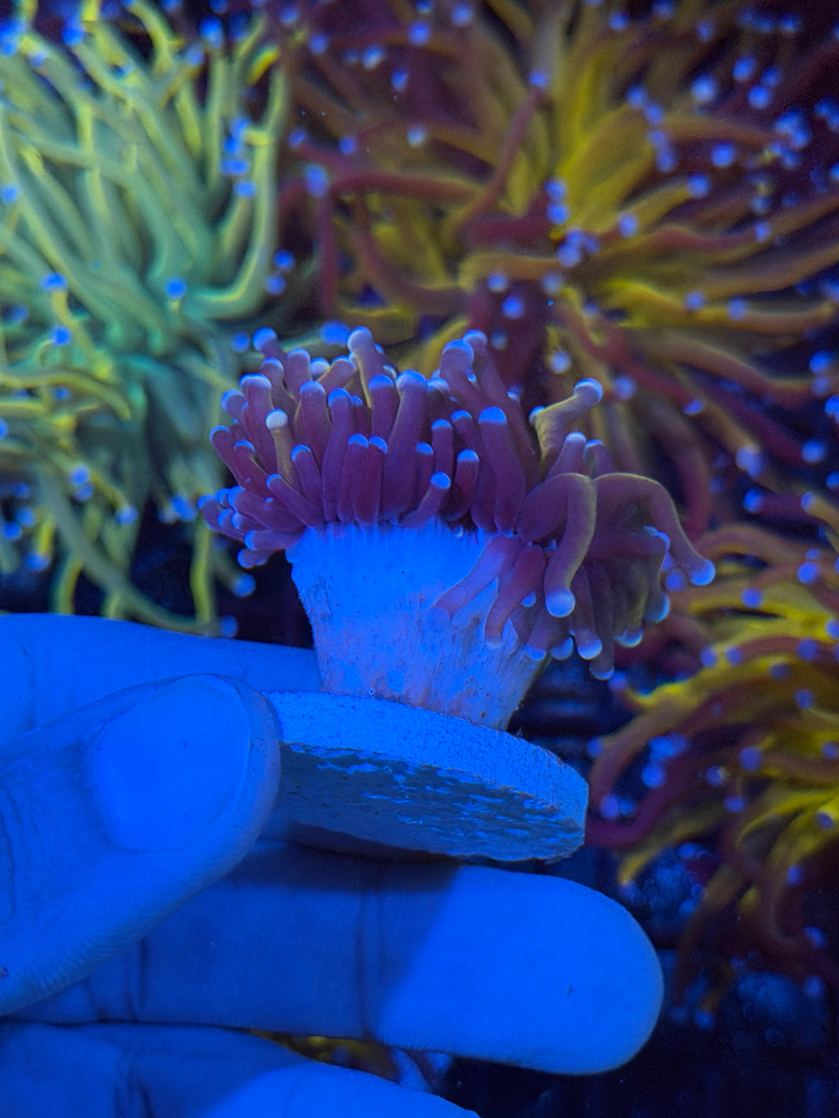 JEA Dippin Dots Torch Coral 1 XL Head 9/21