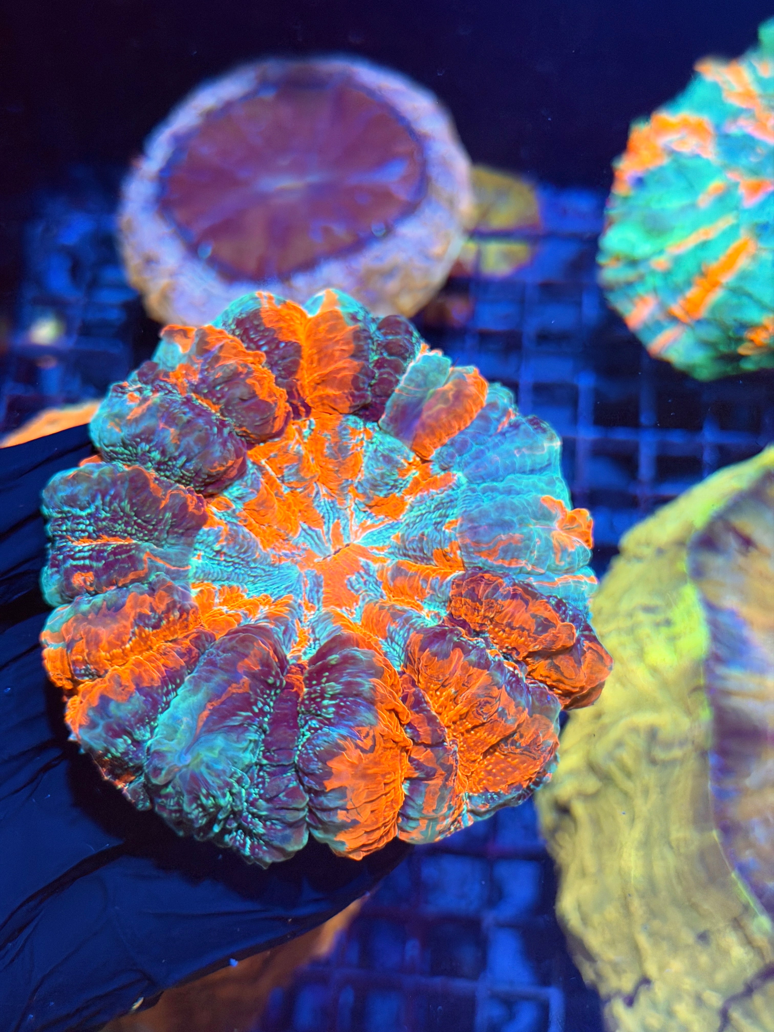 Striped Glitter Acanthophyllia Meat Coral XL 8/28