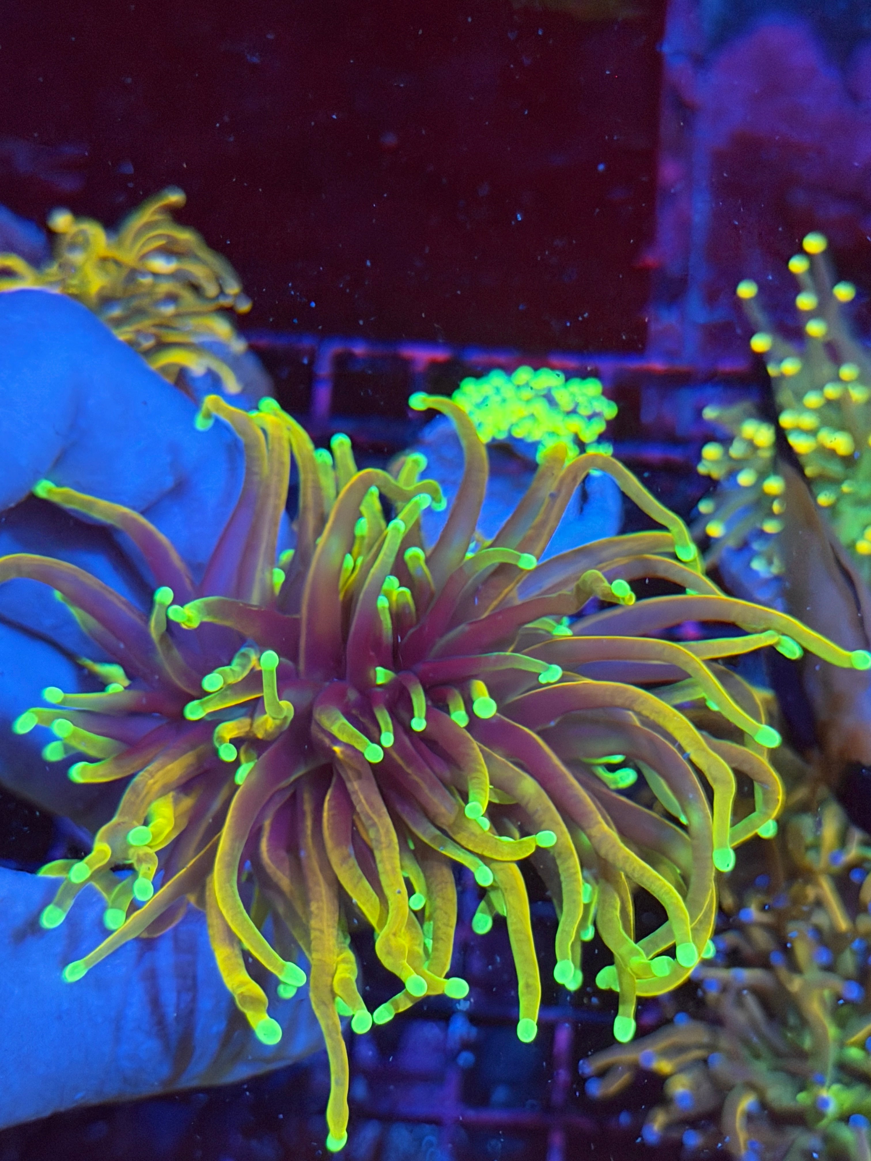 JEA Dragon Fire Torch Coral 2 Heads XL