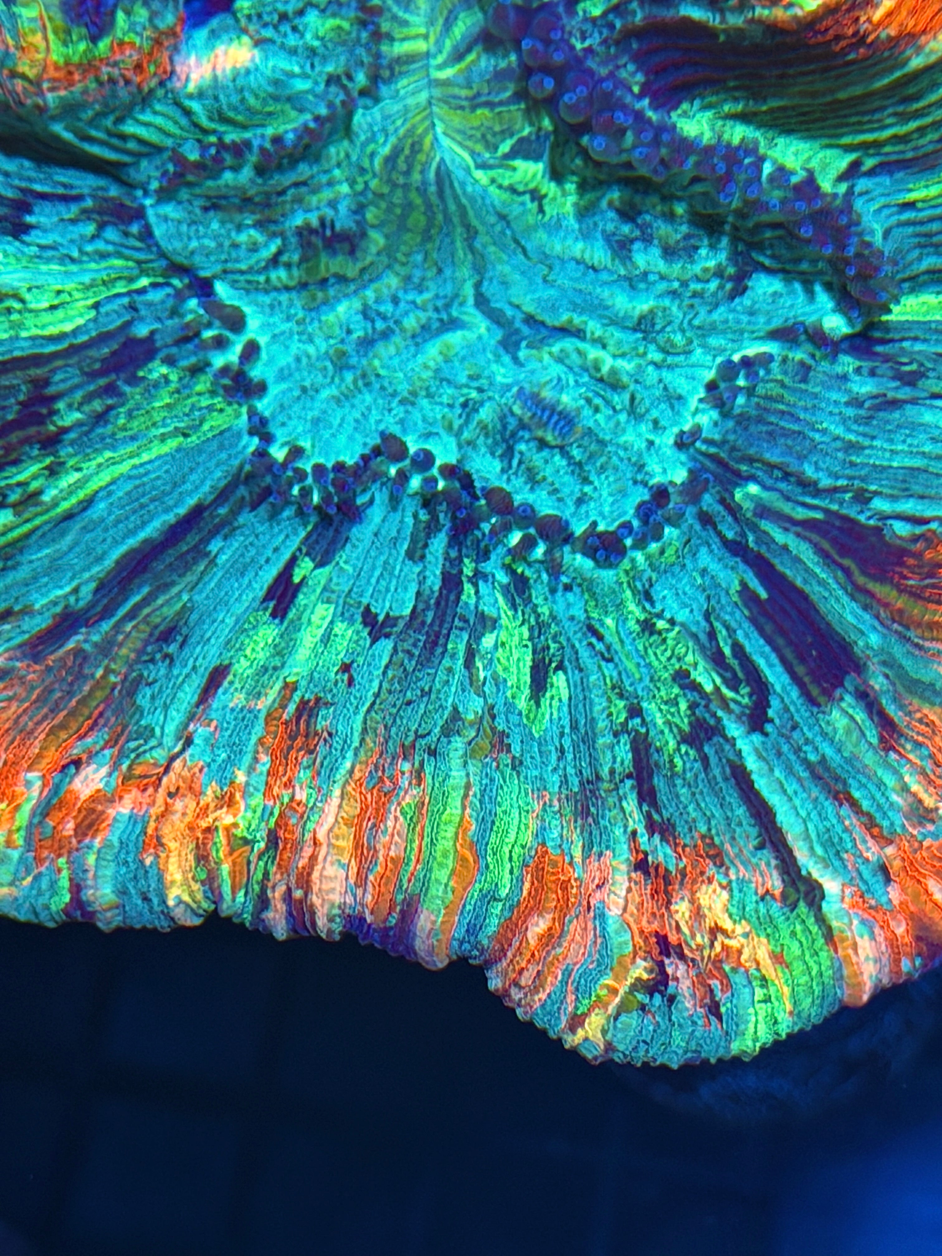 Insane Rainbow Trachyphyllia Meat Coral XXXL Show Size Collectors Piece