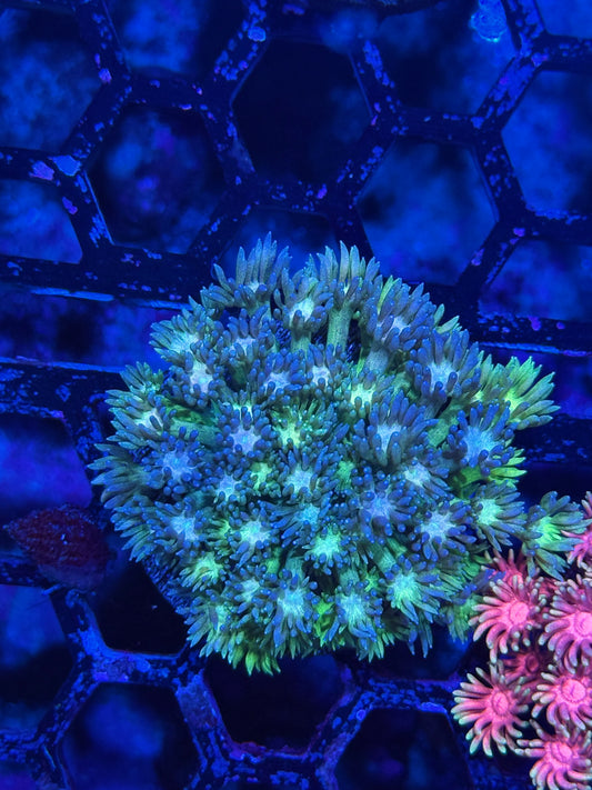 JEA Evil Rainbow Goniopora Coral