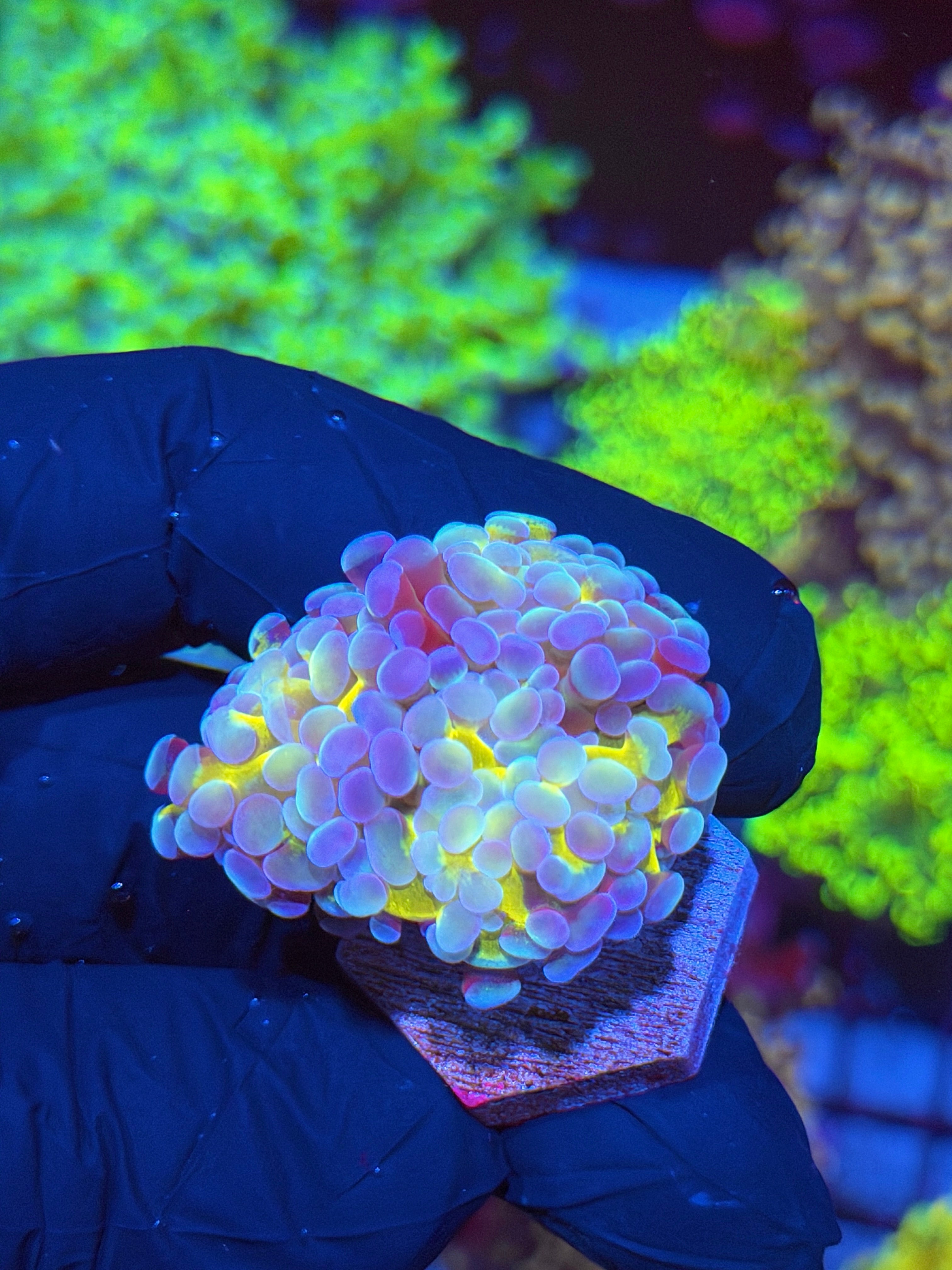 JEA Gods Gift Hammer Coral 3 Heads XL 6/4