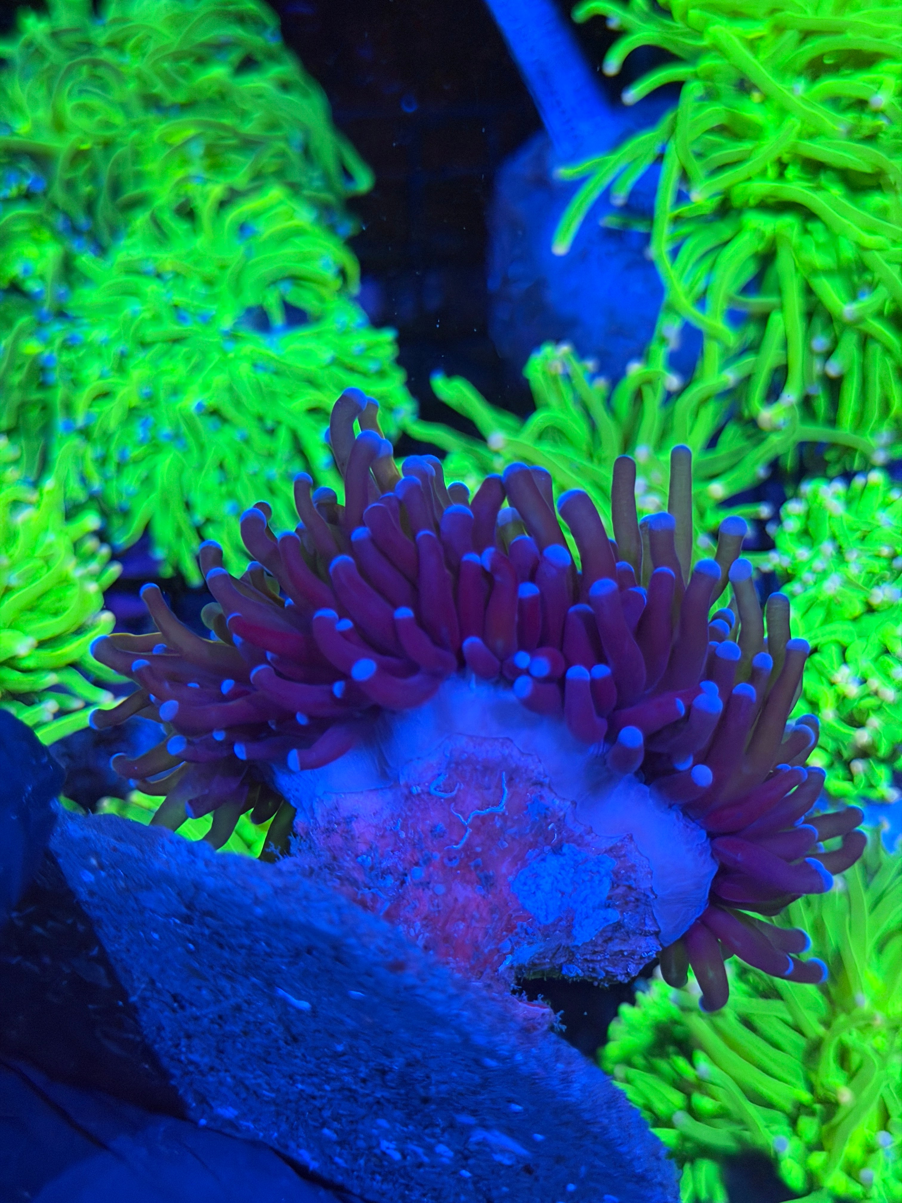 JEA Orange Tiger Torch Coral Fat Stalk XXL Show Piece