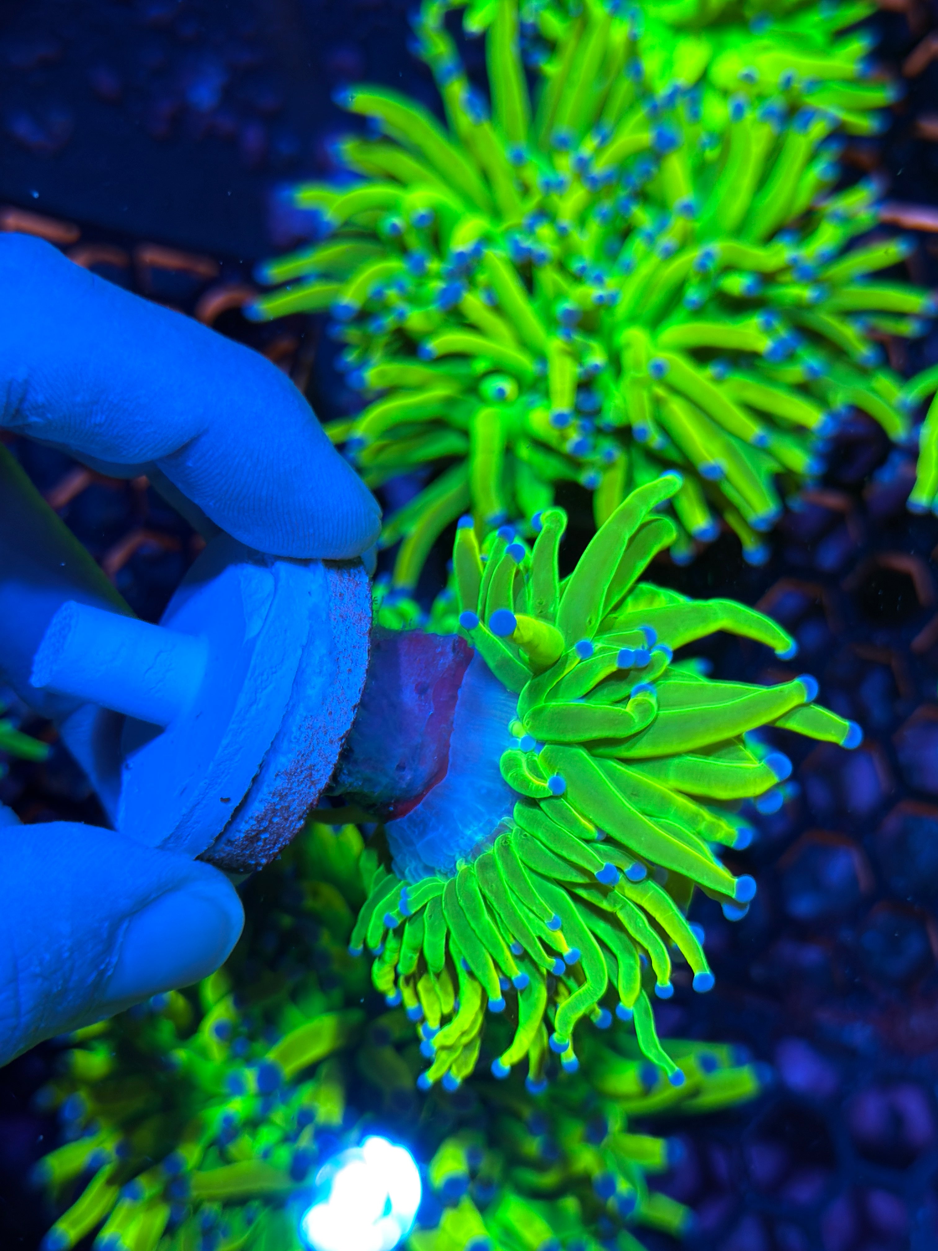 JEA 24K Holy Grail Torch Coral 1 XL Head 2/25