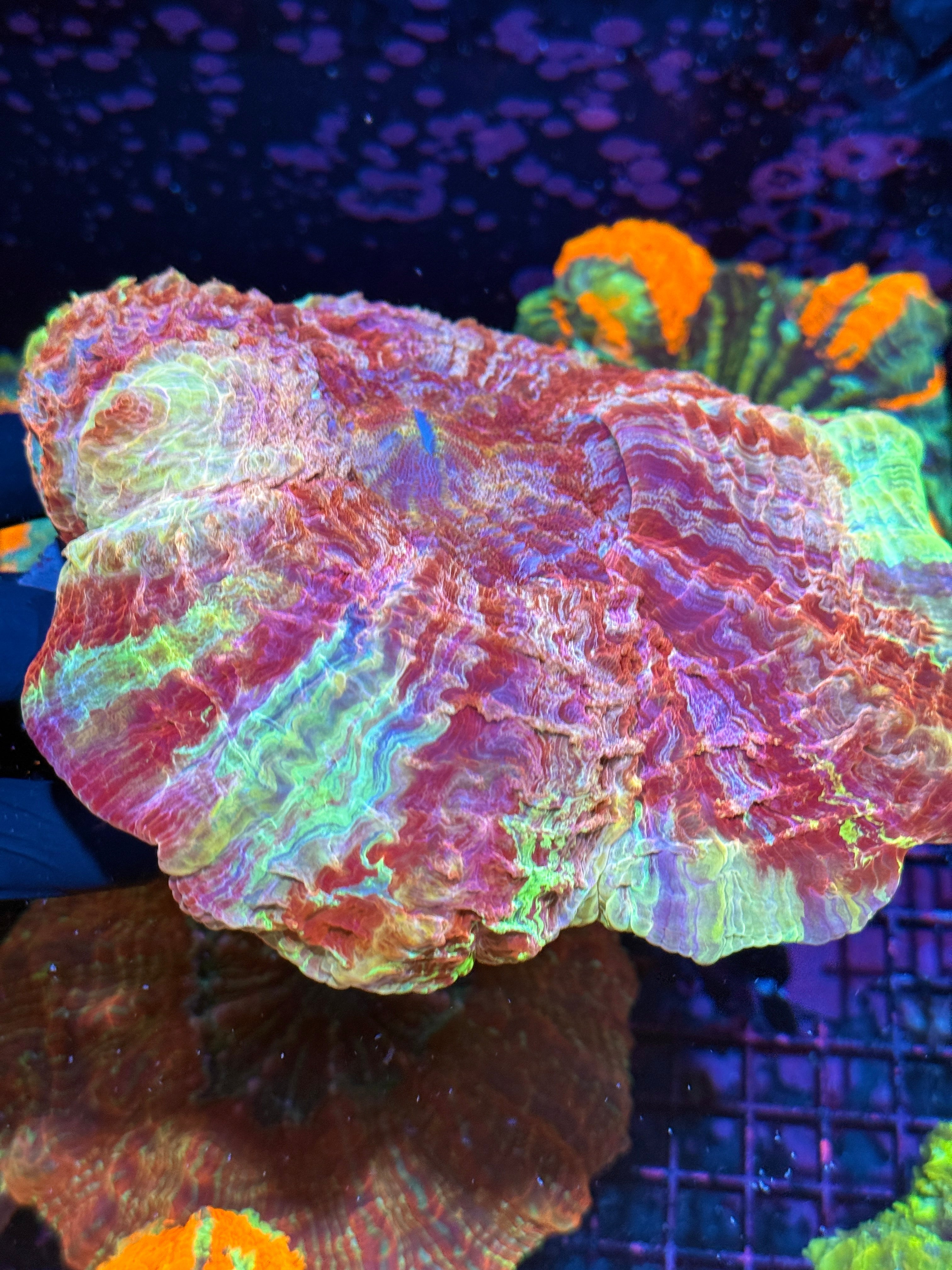 Insane Striped 4 Color Rainbow  Acanthophyllia Meat Coral SHOW PIECE 10/12